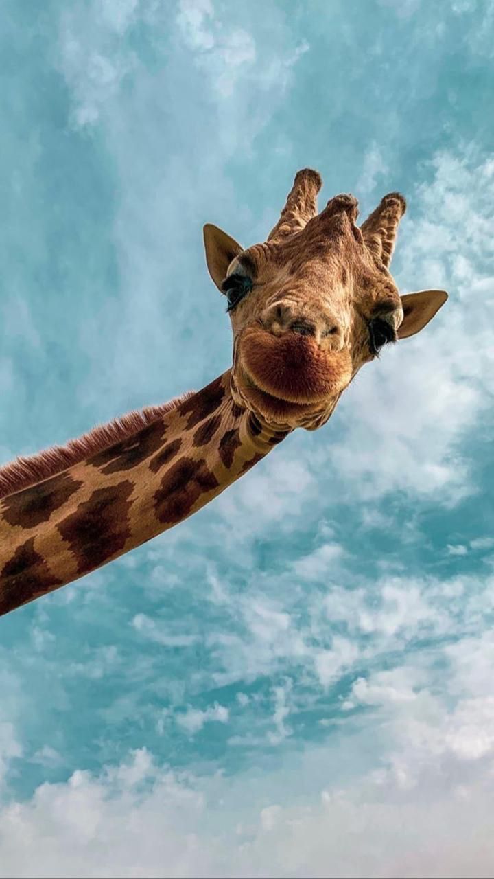 Cute Giraffe Selfie. Cute animals, Animals beautiful, Animals