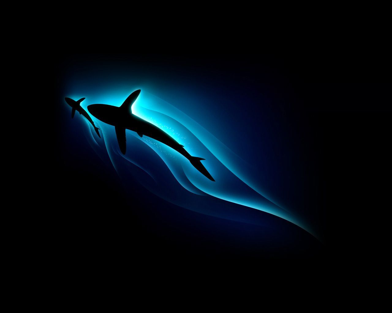 Sharks adrift. There are 480 species of sharks, of which 150 are threatened or near threatened. In. Cool desktop wallpaper, Wallpaper earth, Cool background hd