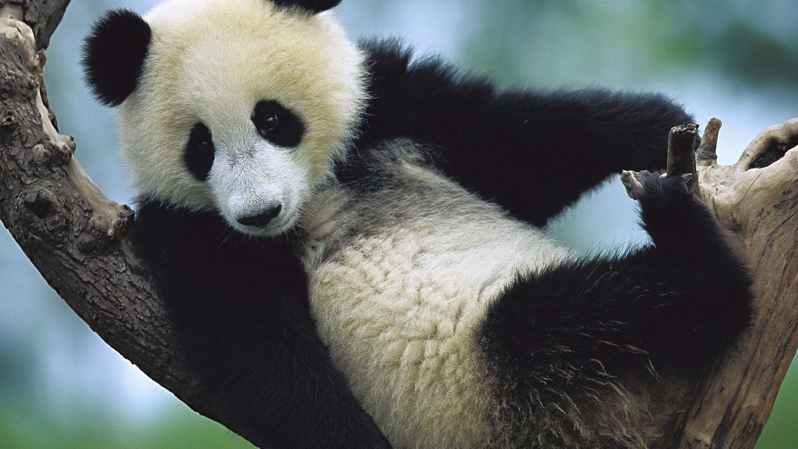 Free download Download Animals wallpaper Panda Wallpaper [1600x1200] for your Desktop, Mobile & Tablet. Explore Wallpaper of Pandas. Red Panda Wallpaper, Cute Panda Wallpaper, Baby Panda Wallpaper