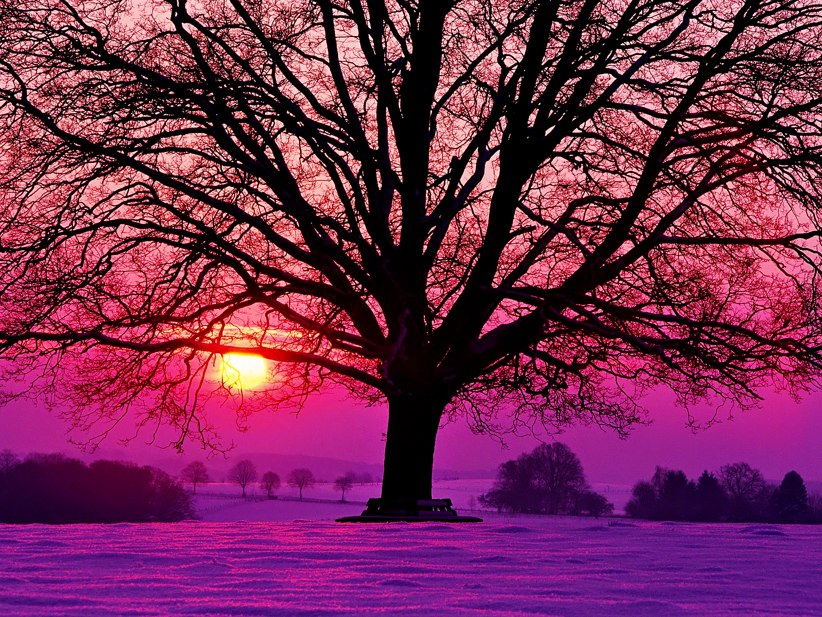 purple winters