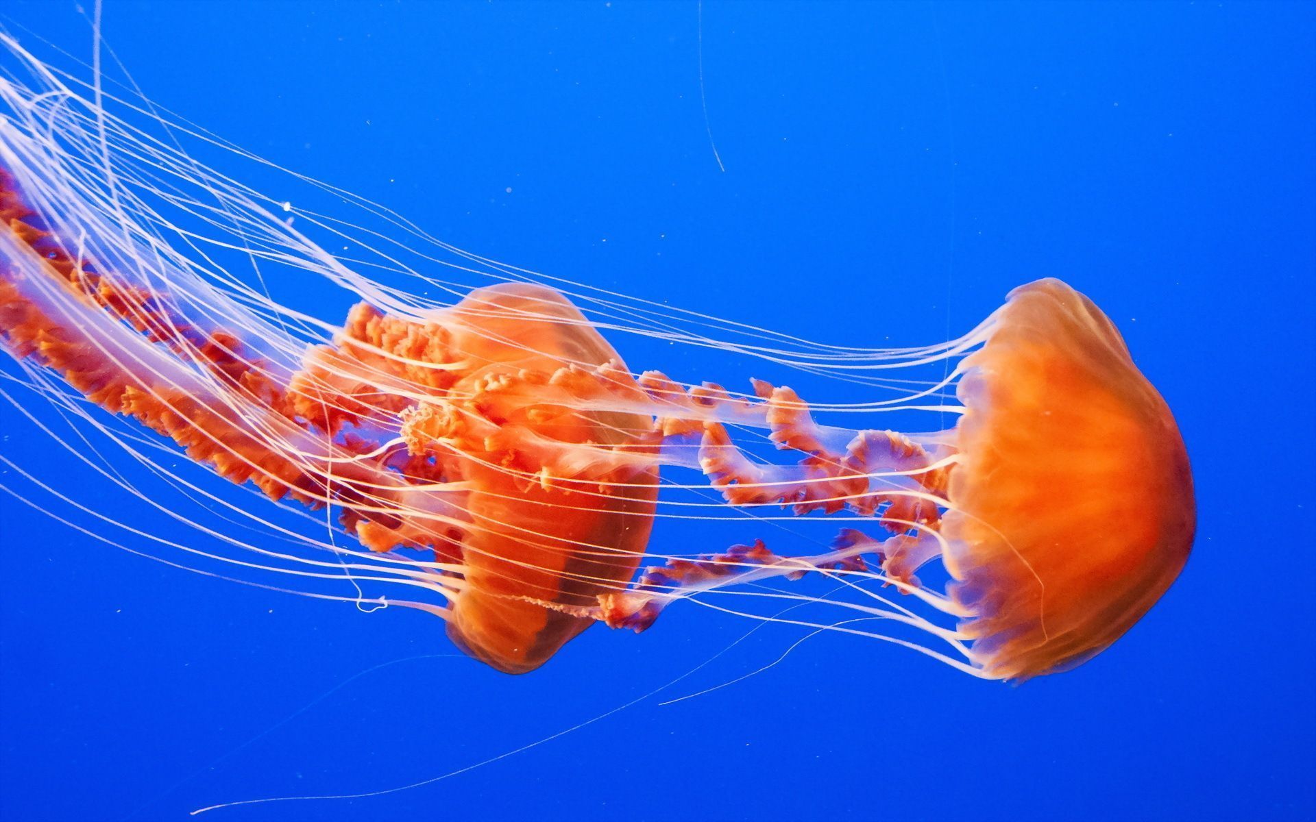 Beautiful Jellyfish Species