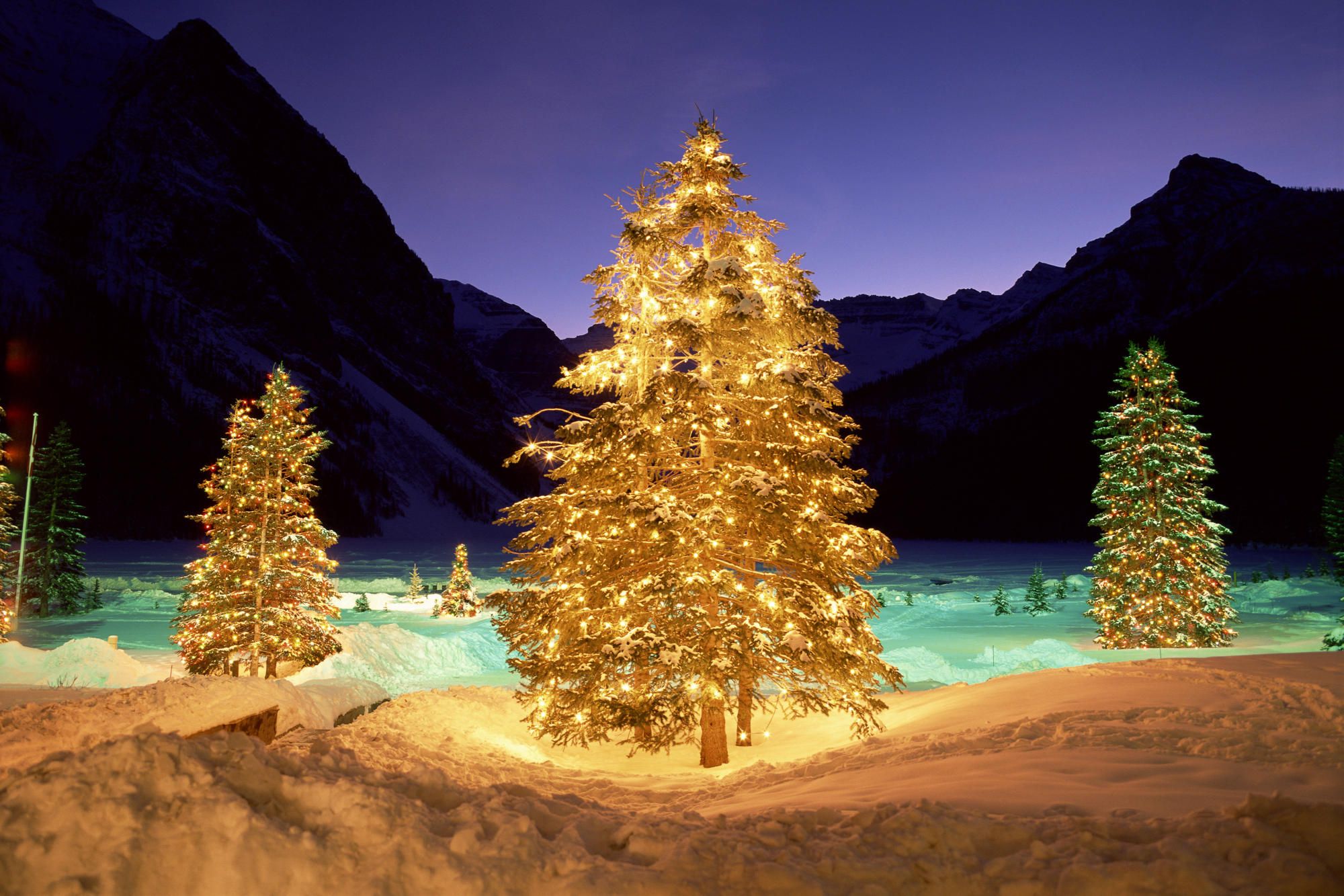 Christmas Trees In Nature