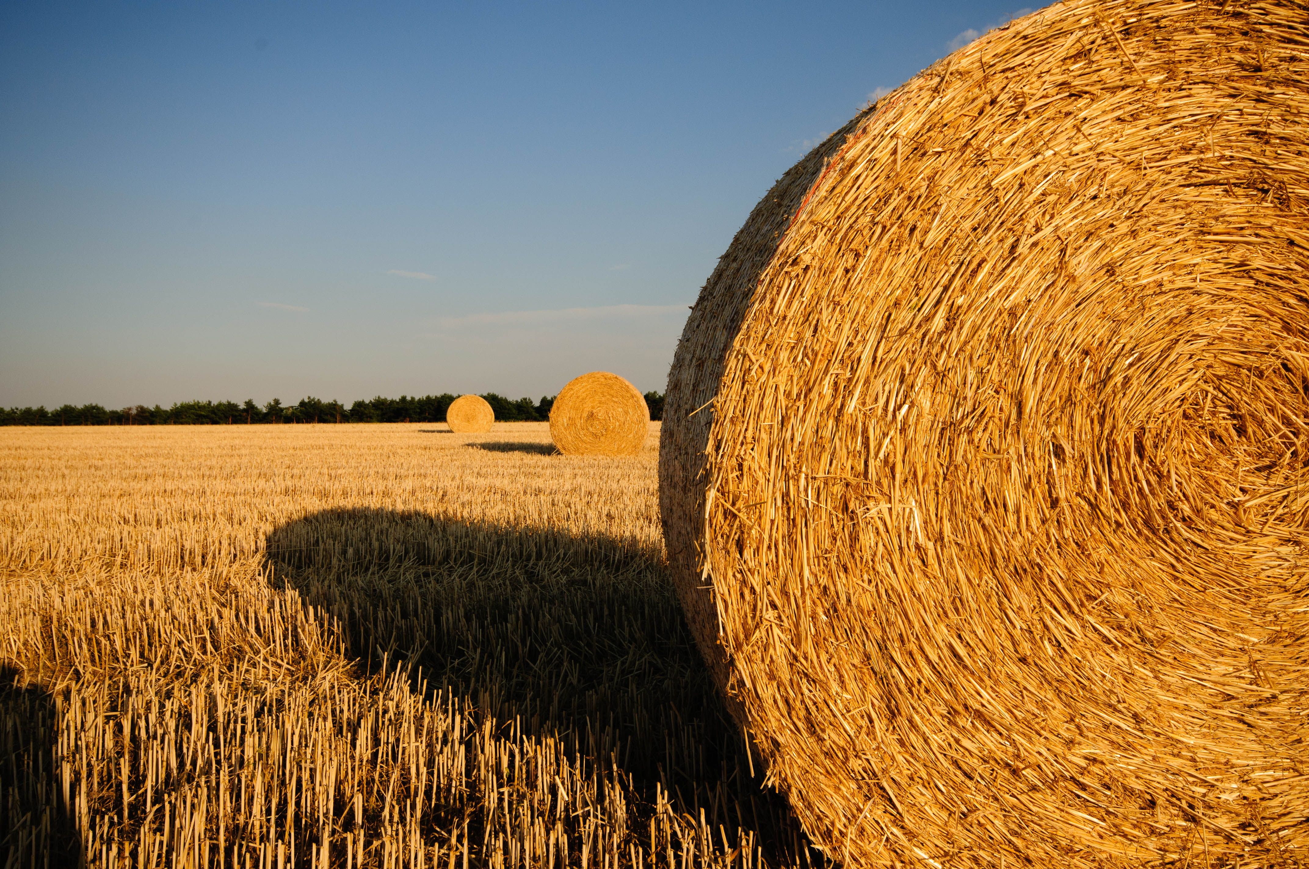 Rolls of Hay in the Field · Free