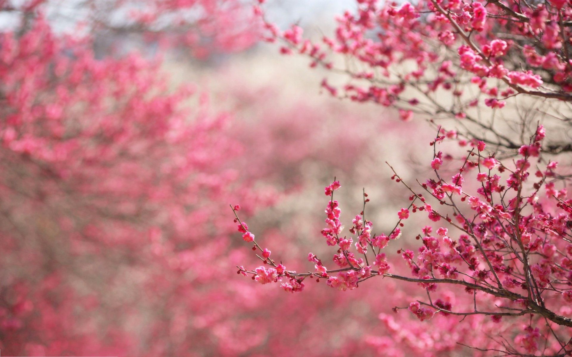 Spring pink beauty beautiful tree nature landscape wallpaperx1200