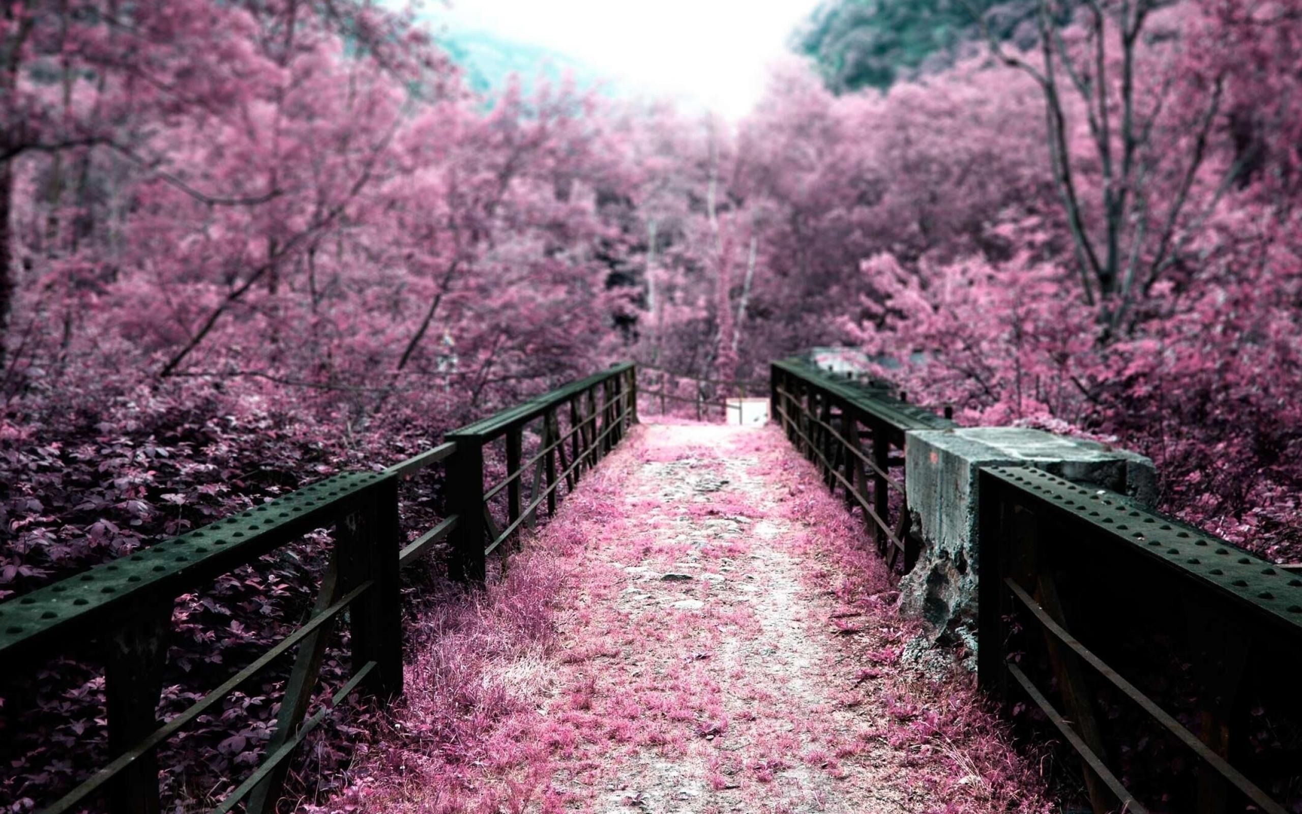 Pink Nature Scenery Wallpaper Walljpegcom Cherry Blossom Pathway HD Wallpaper