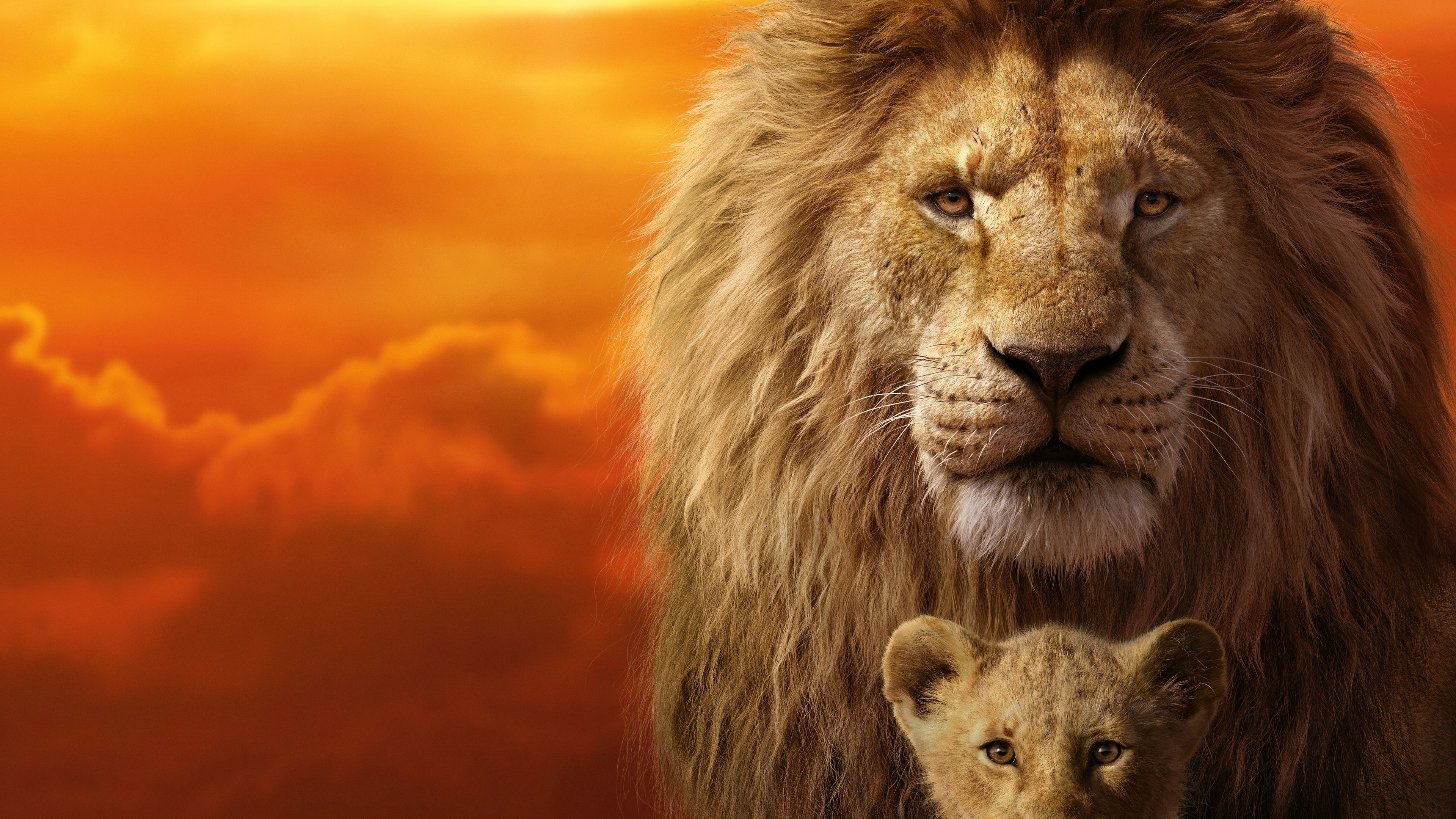 The Lion King The Lion King Wallpaper, Simba Wallpaper, Movies Wallpaper, Lion Wallpaper, Hd Wallpaper, Disn. Lion King Movie, Watch The Lion King, Lion King