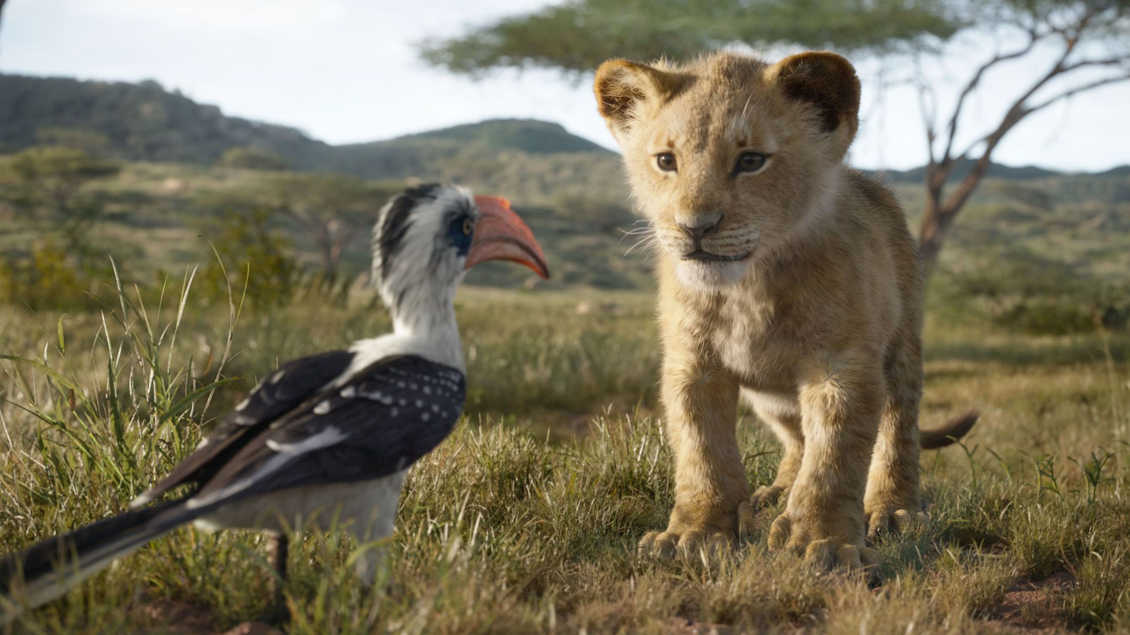 The Lion King Simba 4k The Lion King Wallpaper, Simba Wallpaper, Movies Wallpaper, Lion Wallpaper, Hd Wallpaper. Lion King Remake, Lion King Movie, Lion King