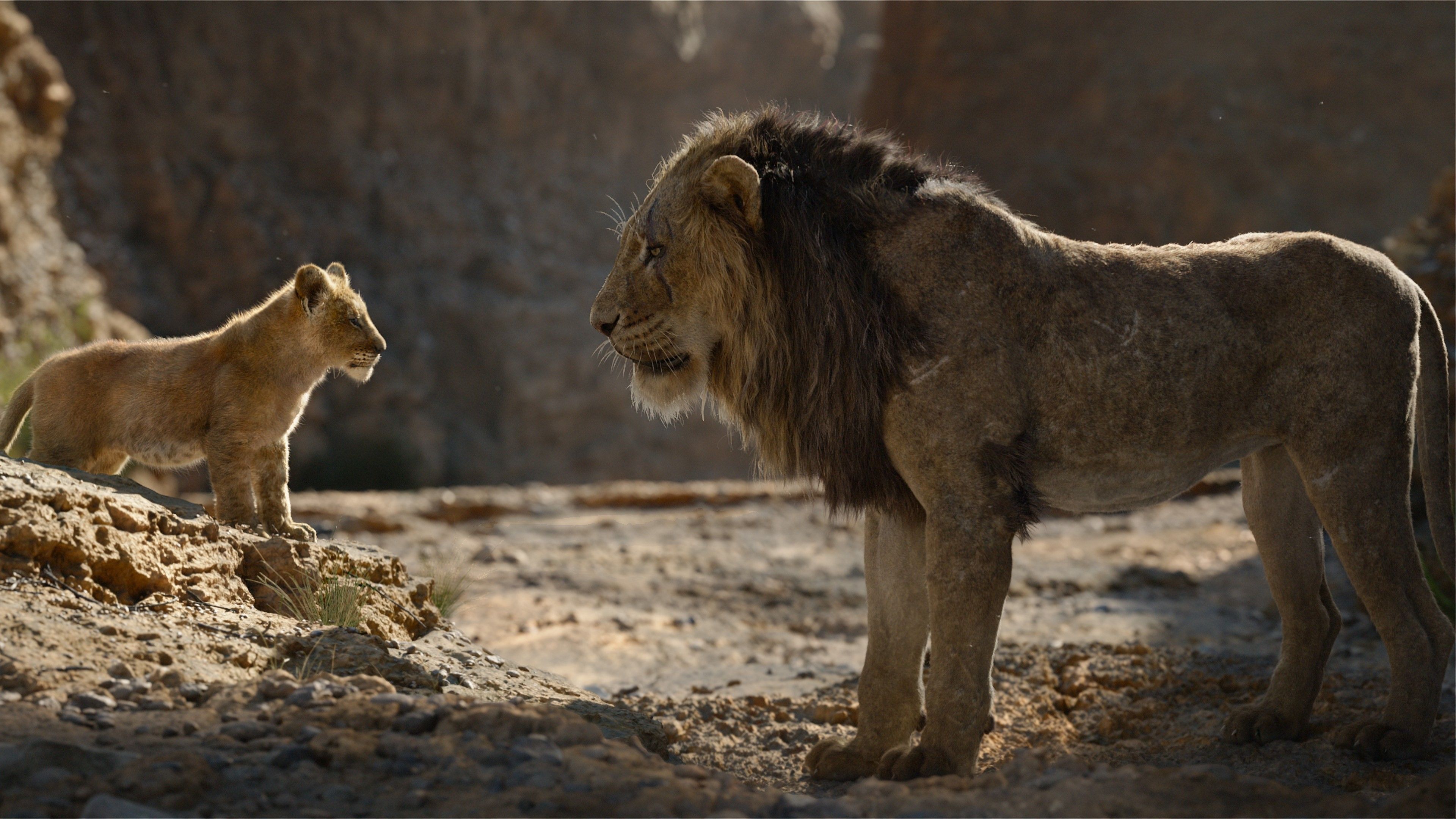 The Lion King Film 4k Wallpaper King Mufasa 2019 Wallpaper & Background Download