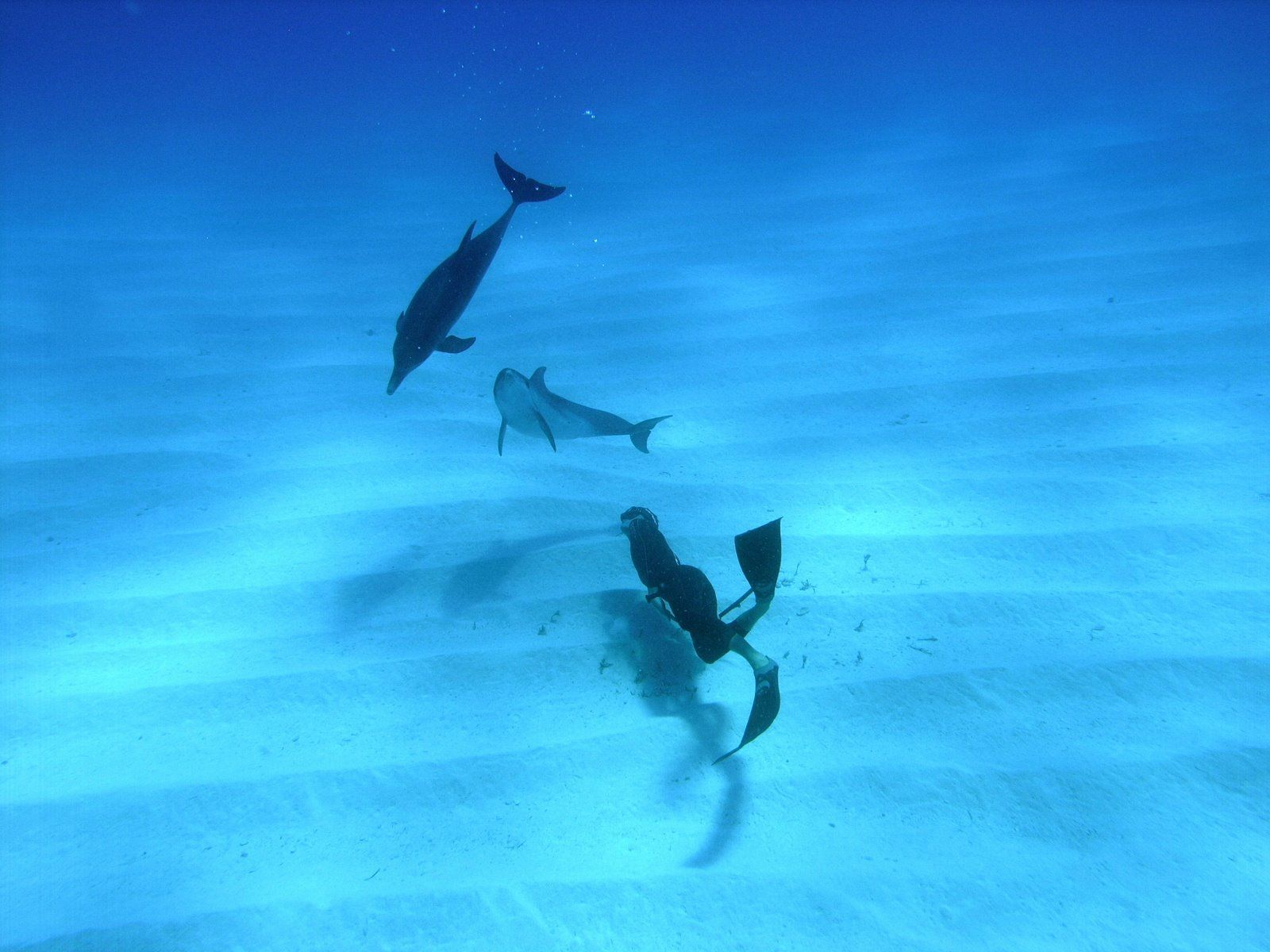 Buceo con delfines. Freediving with dolphins. Water animals, Dolphins, Underwater wallpaper