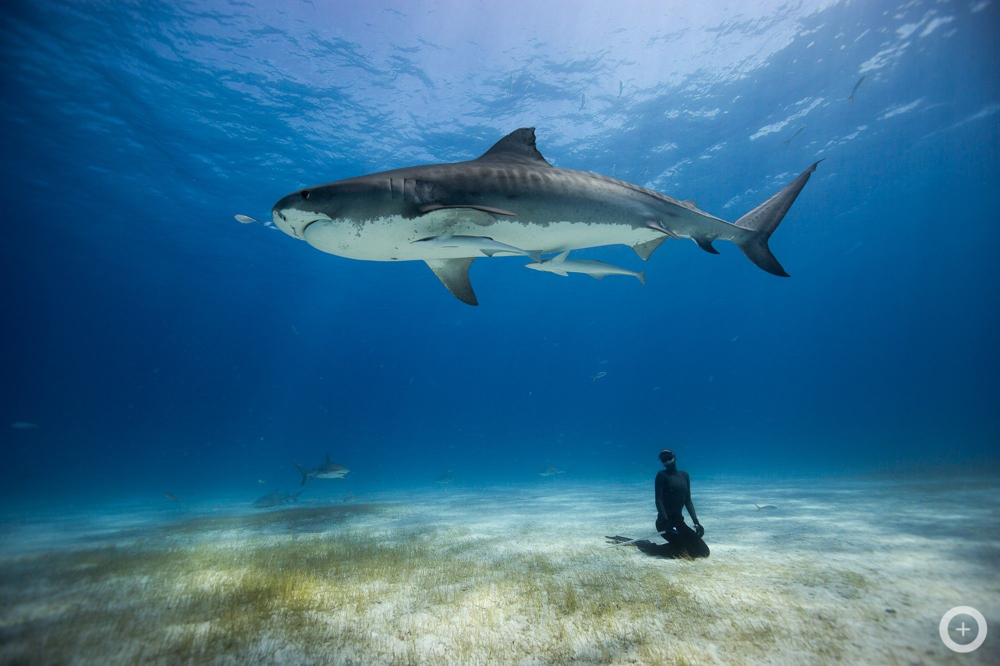 Meet the Freediving Couple Who Make Stunning Underwater Photo With No Scuba Gear.