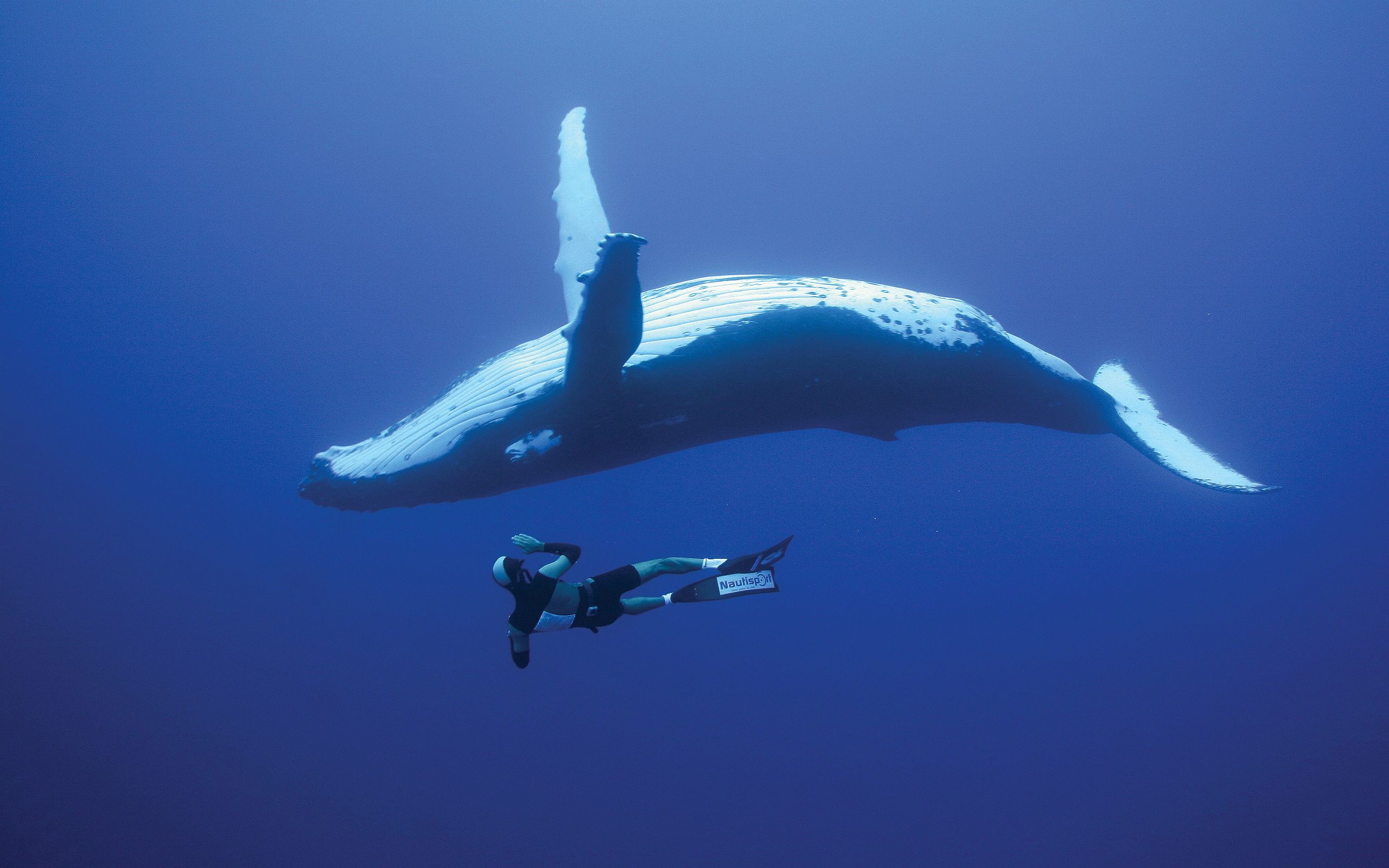 Diving with whales