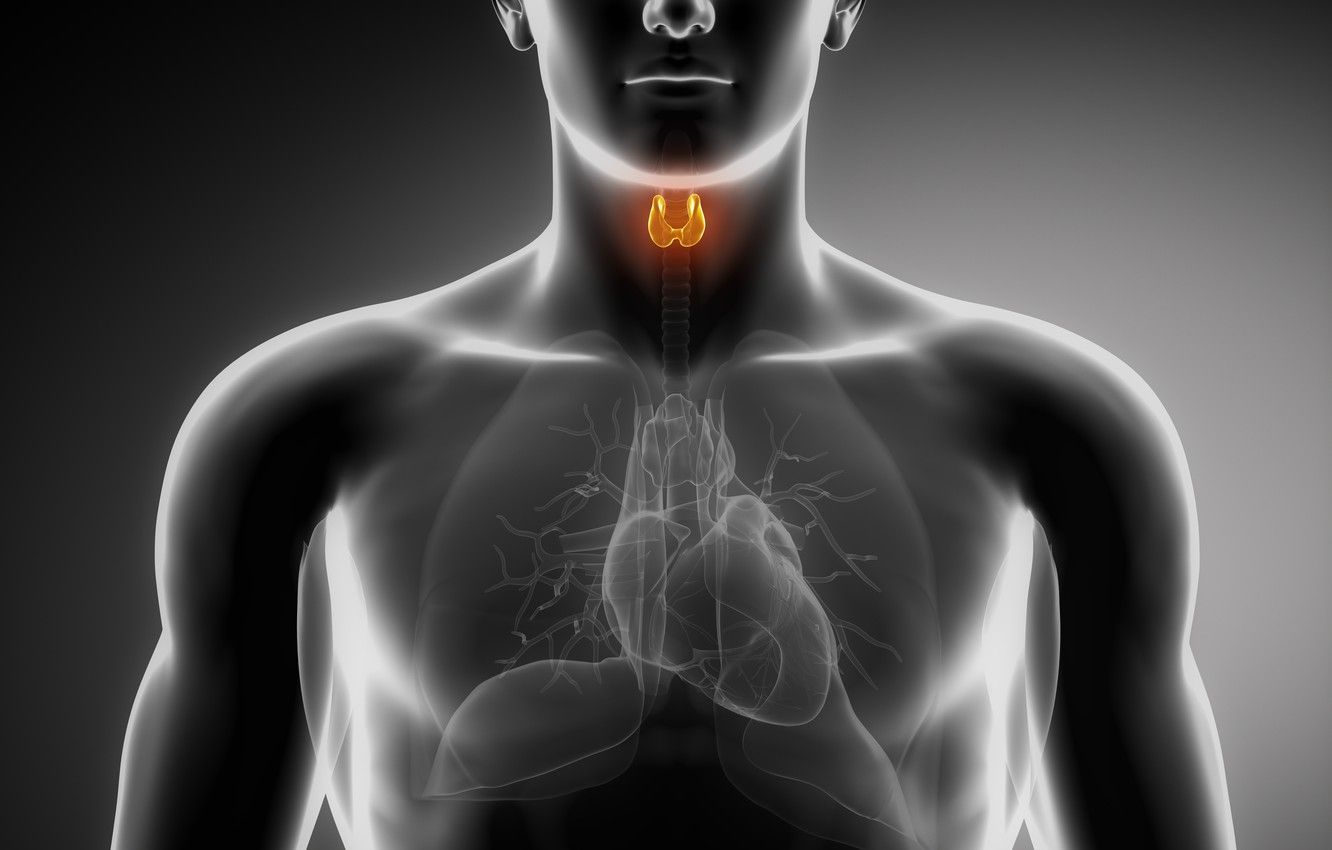 Wallpaper heart, lungs, organs, thyroid image for desktop, section рендеринг
