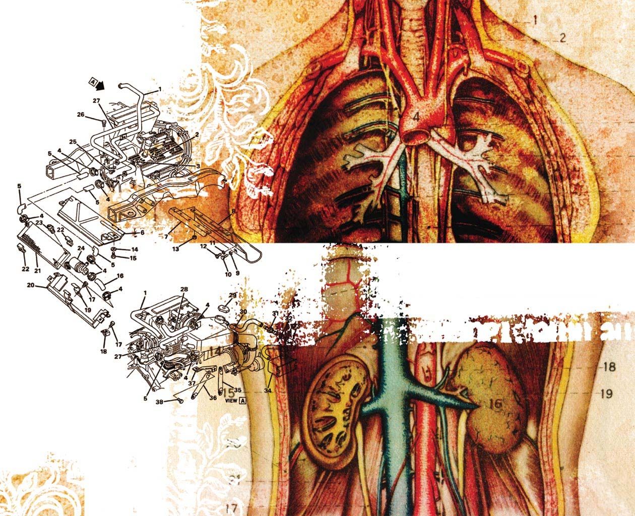 Human Body Organ Wallpapers - Wallpaper Cave