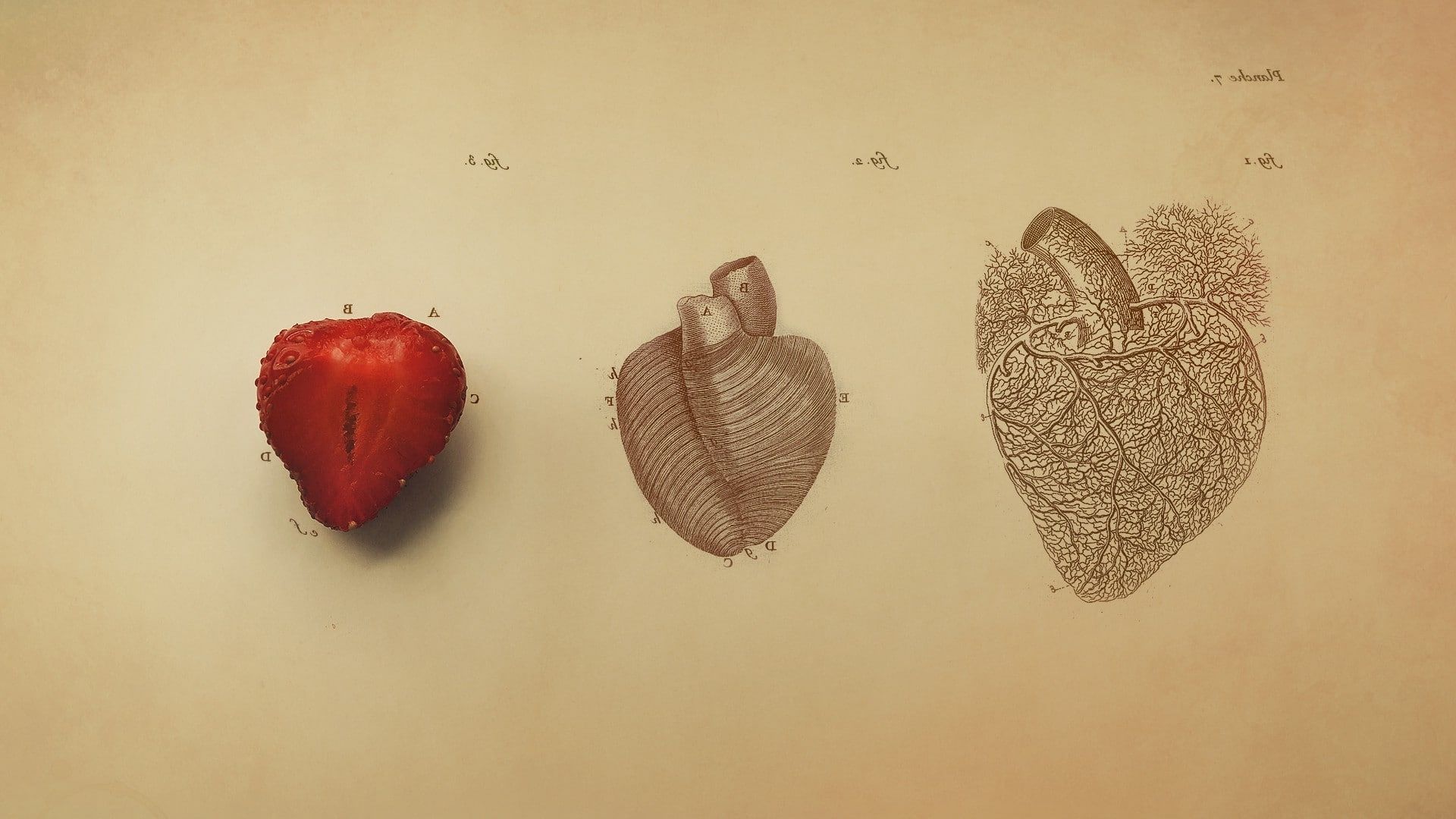 Biology digital art #drawing #fruit #Hearts #Medicine #minimalism #Organs #Simple Simple Background #Stra. Heart drawing, Medical wallpaper, Destiny wallpaper hd