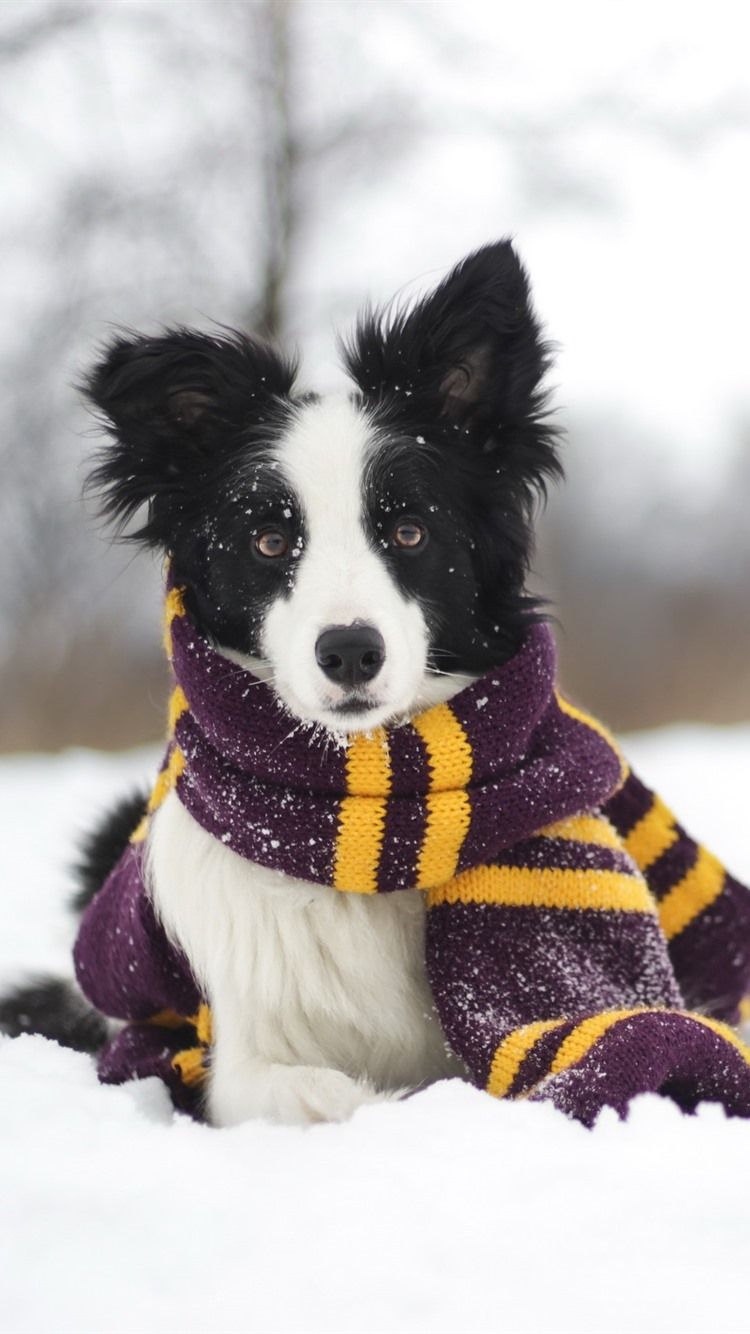 Wallpaper Dog, snow, scarf, winter 2560x1600 HD Picture, Image