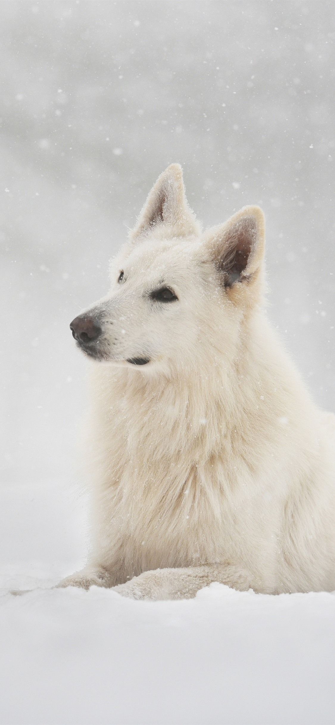 Swiss Shepherd Dog, Snow, Winter 1125x2436 IPhone 11 Pro XS X Wallpaper, Background, Picture, Image