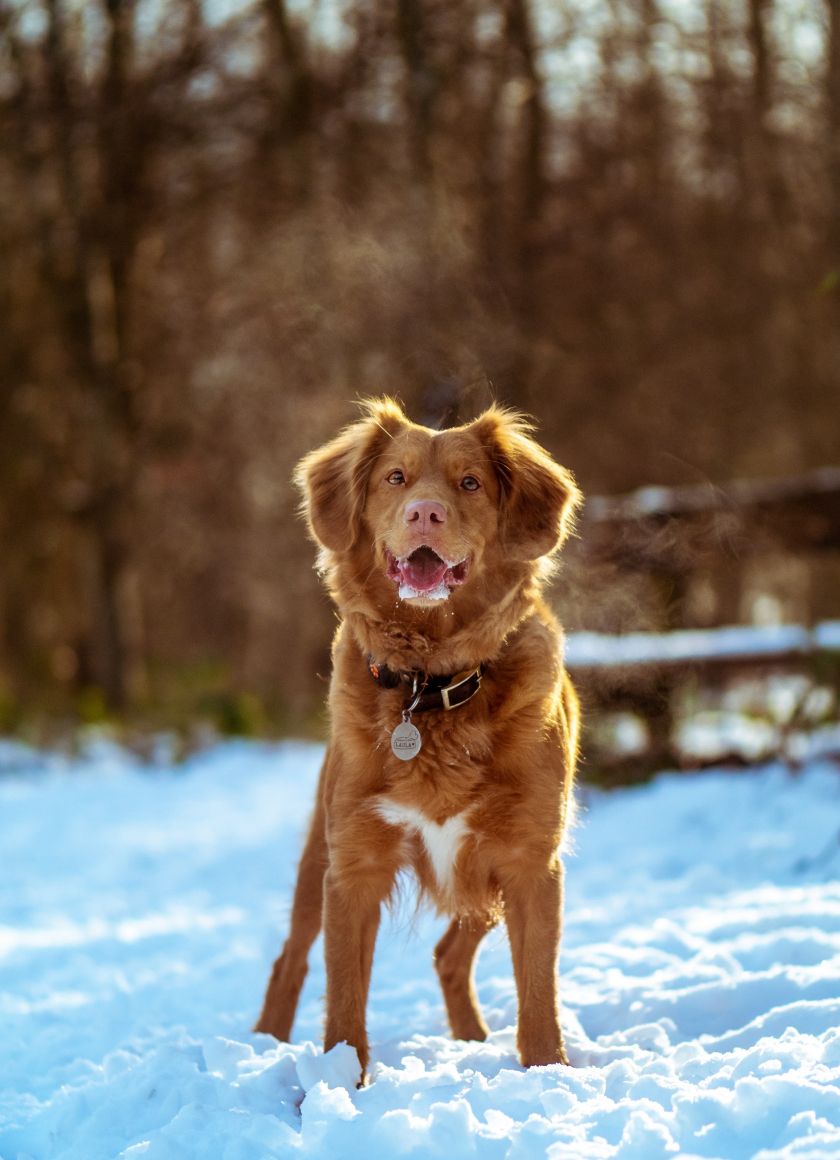 Download 840x1160 wallpaper dog, winter, outdoor, iphone iphone 4s, ipod touch, 840x1160 HD image, background, 19148
