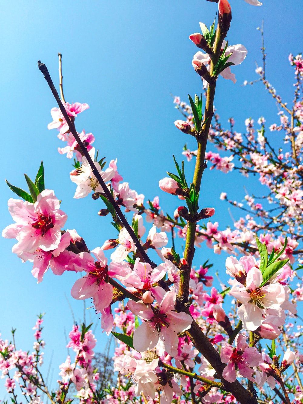 Peach Blossom Picture. Download Free Image