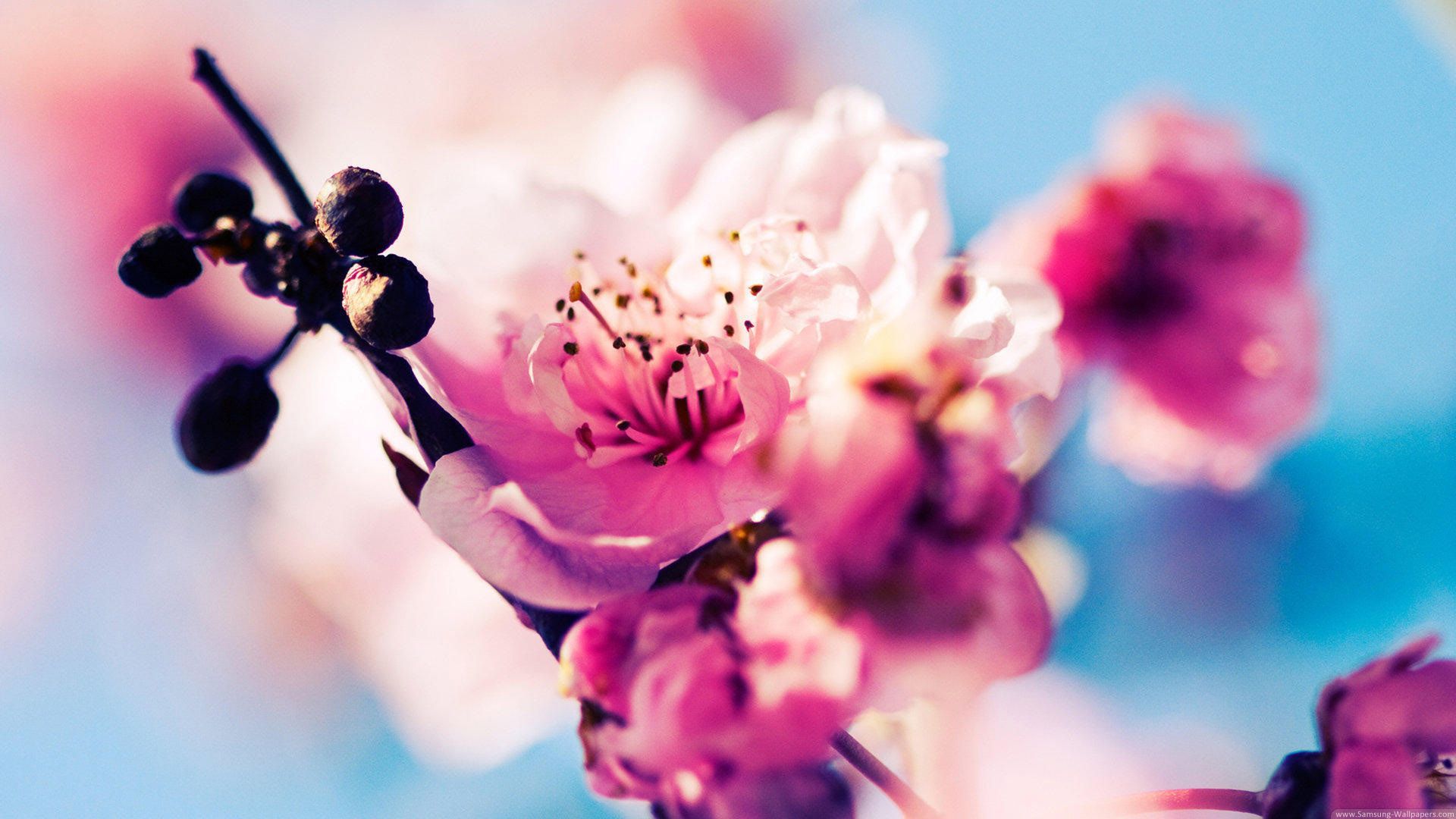 peach blossom abstract blossom wallpaper, Spring wallpaper, Cherry blossom picture