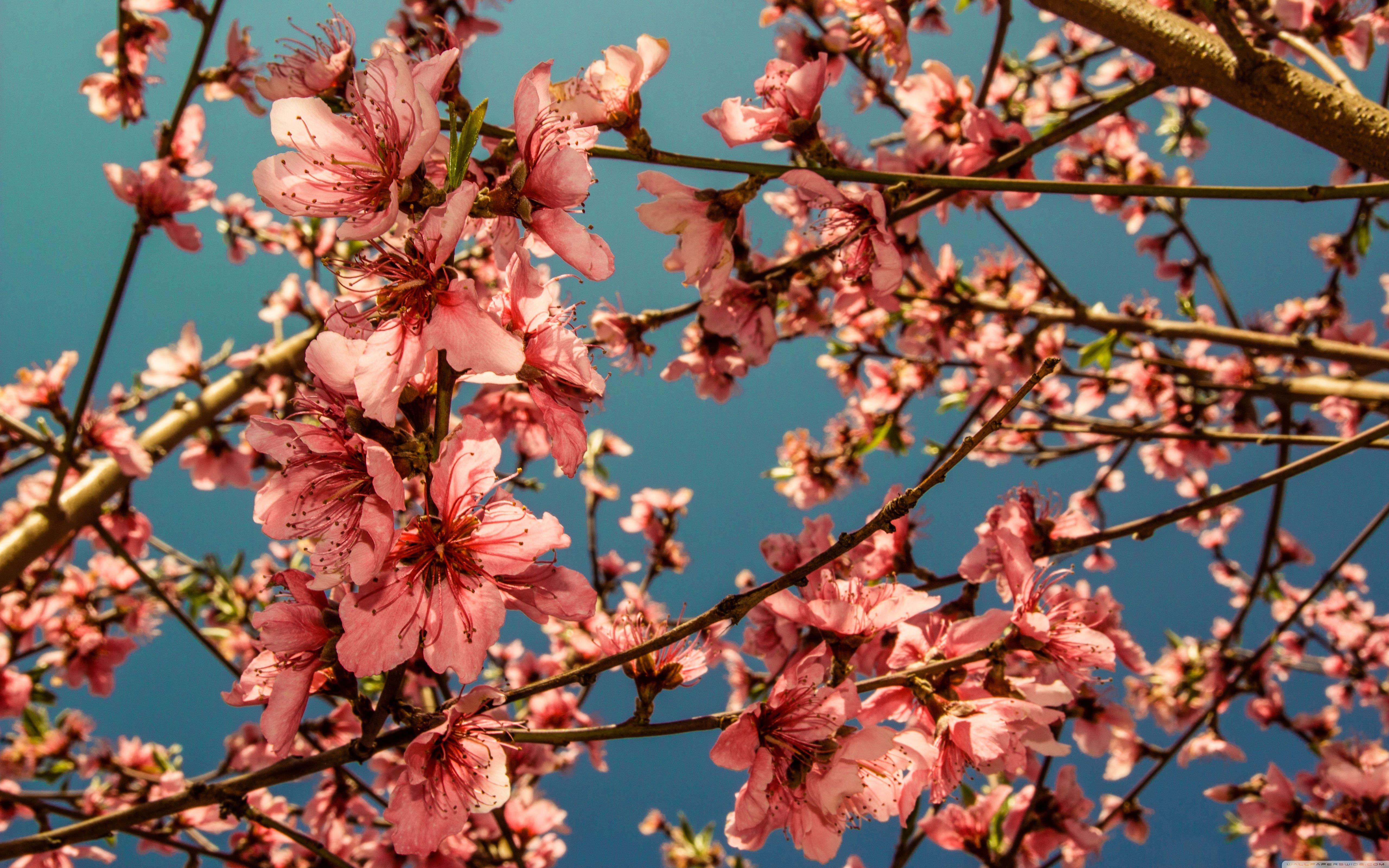 Peach Blossoms Ultra HD Desktop Background Wallpaper for: Multi Display, Dual Monitor, Tablet