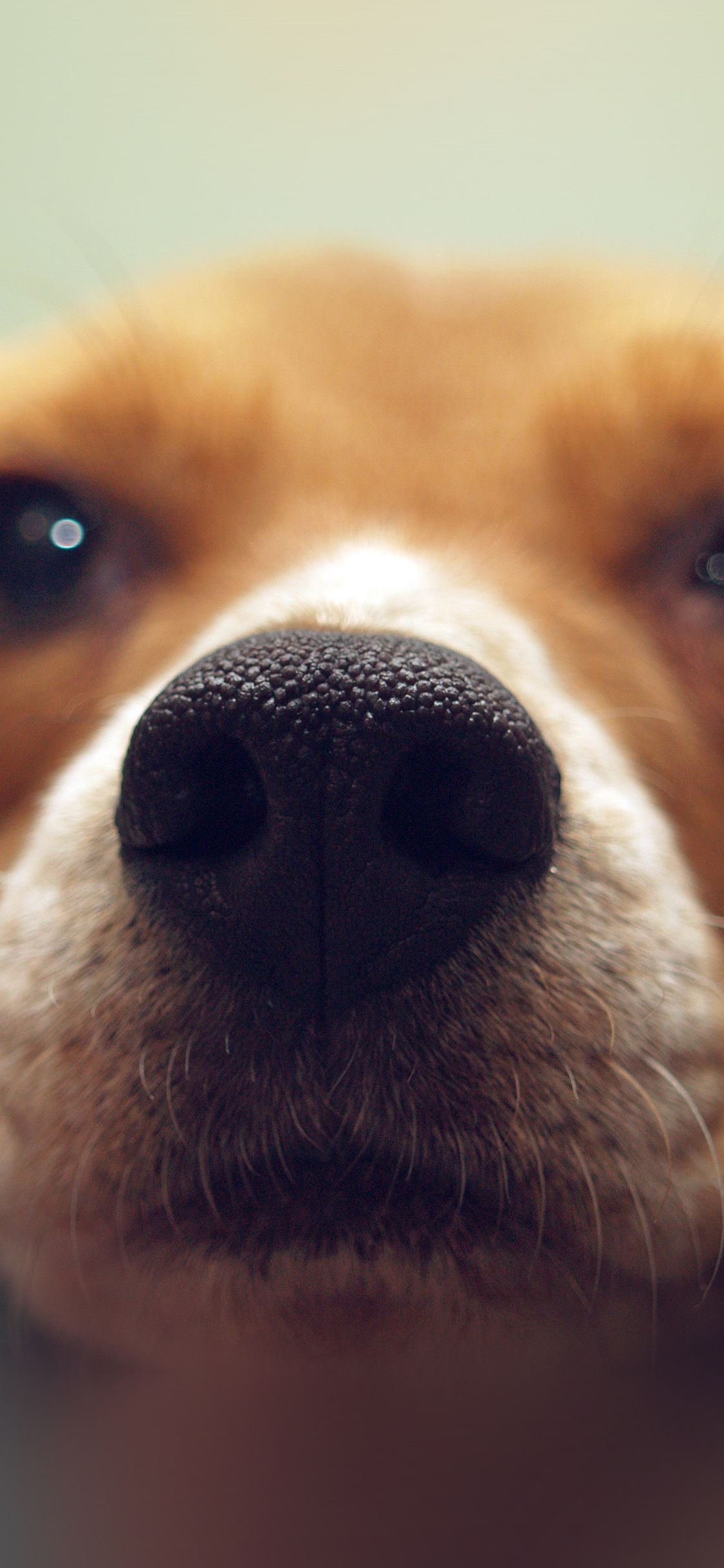 iPhone X wallpaper. cute dog animal face