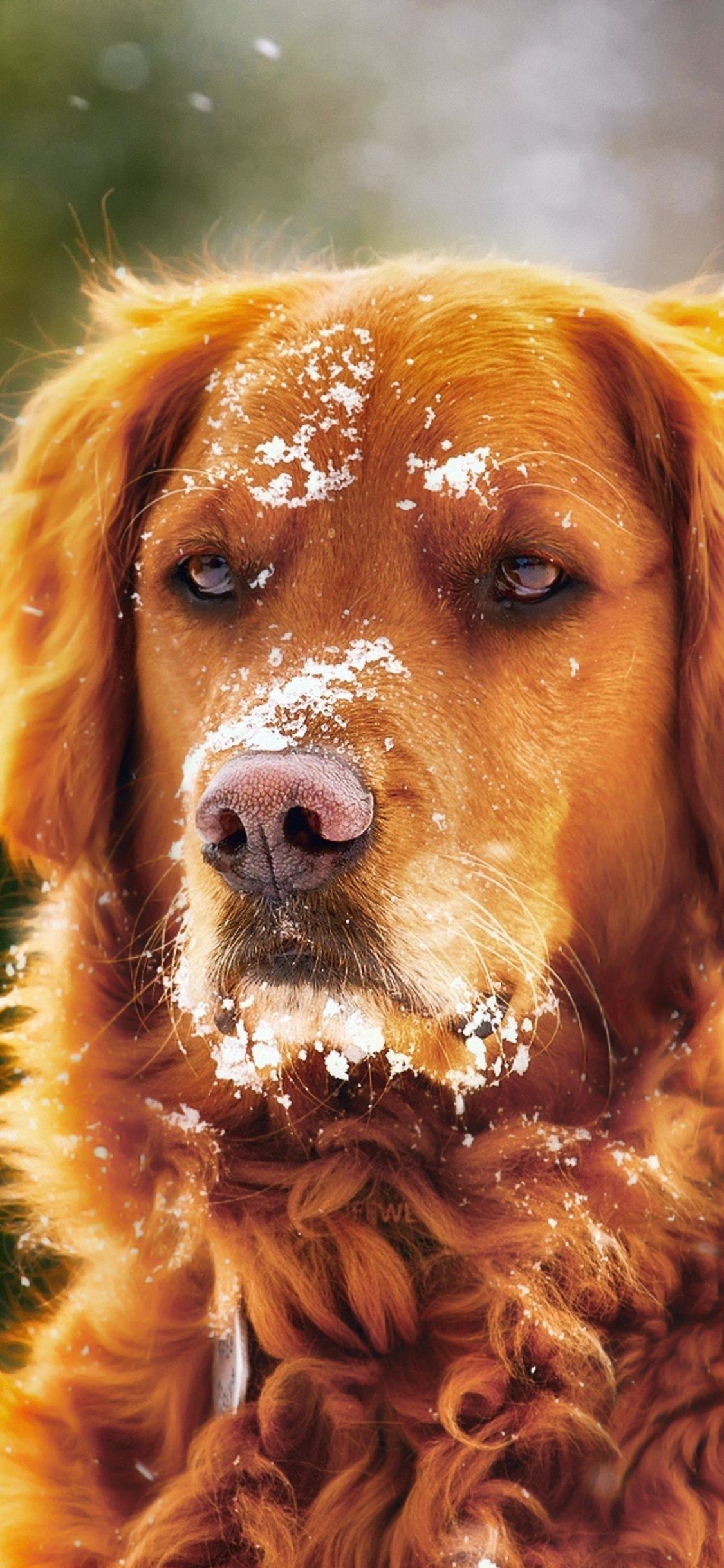 Dog In Winter With Snow Over Face iPhone XS, iPhone iPhone X HD 4k Wallpaper, Image, Background, Photo and Picture