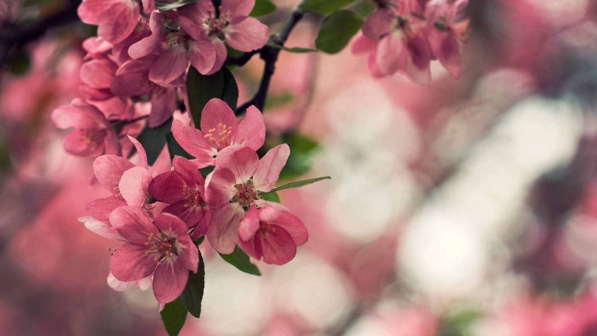 Pink Peach Flower Wallpaper. Cherry blossom wallpaper, Peach flowers, Spring flowers image