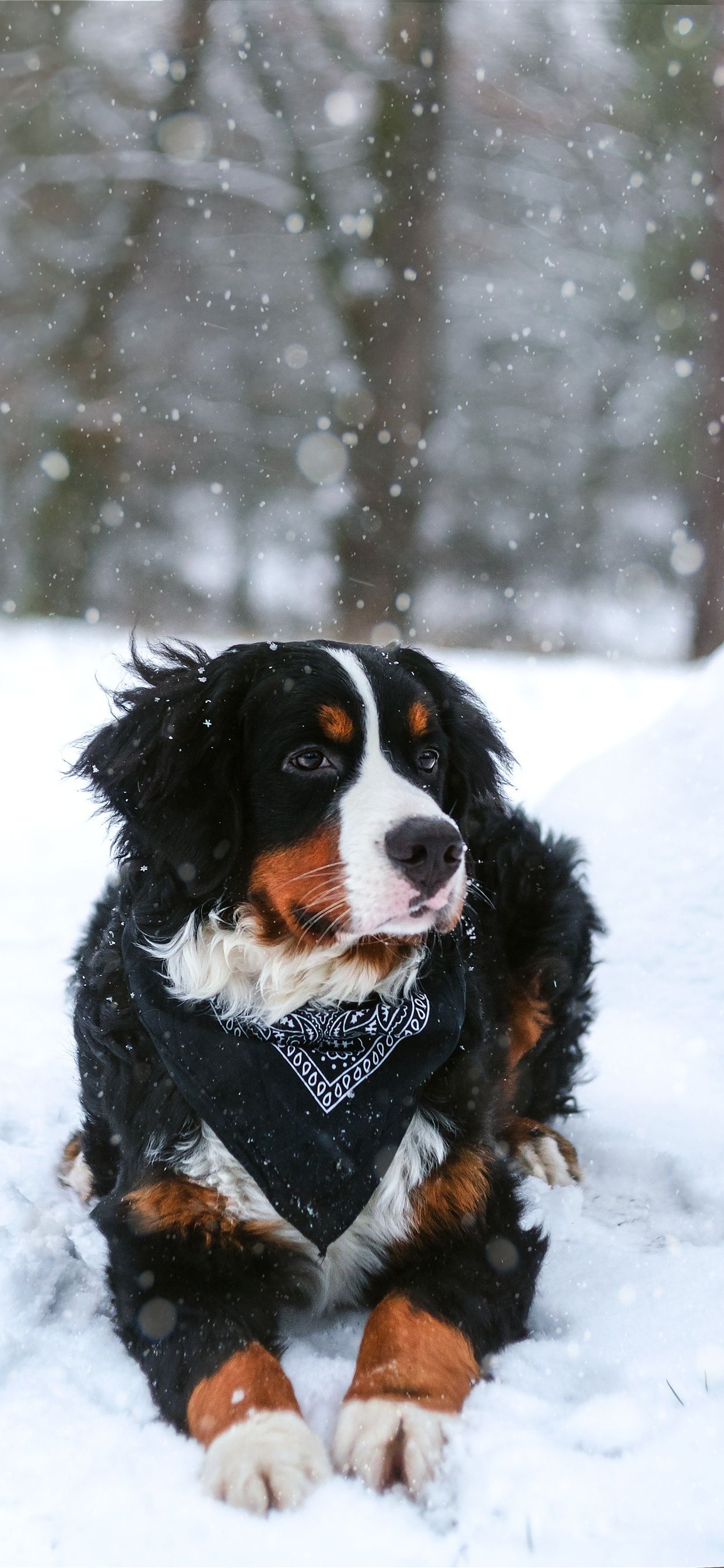 Dog, snow, winter iPhone XS Max, X 3GS wallpaper download