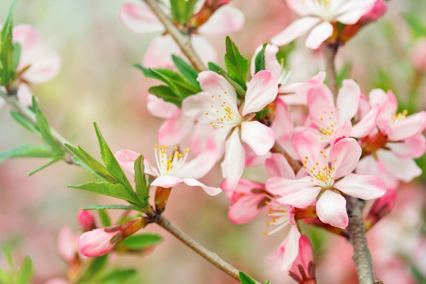 Peach Blossom Wallpapers Wallpaper Cave