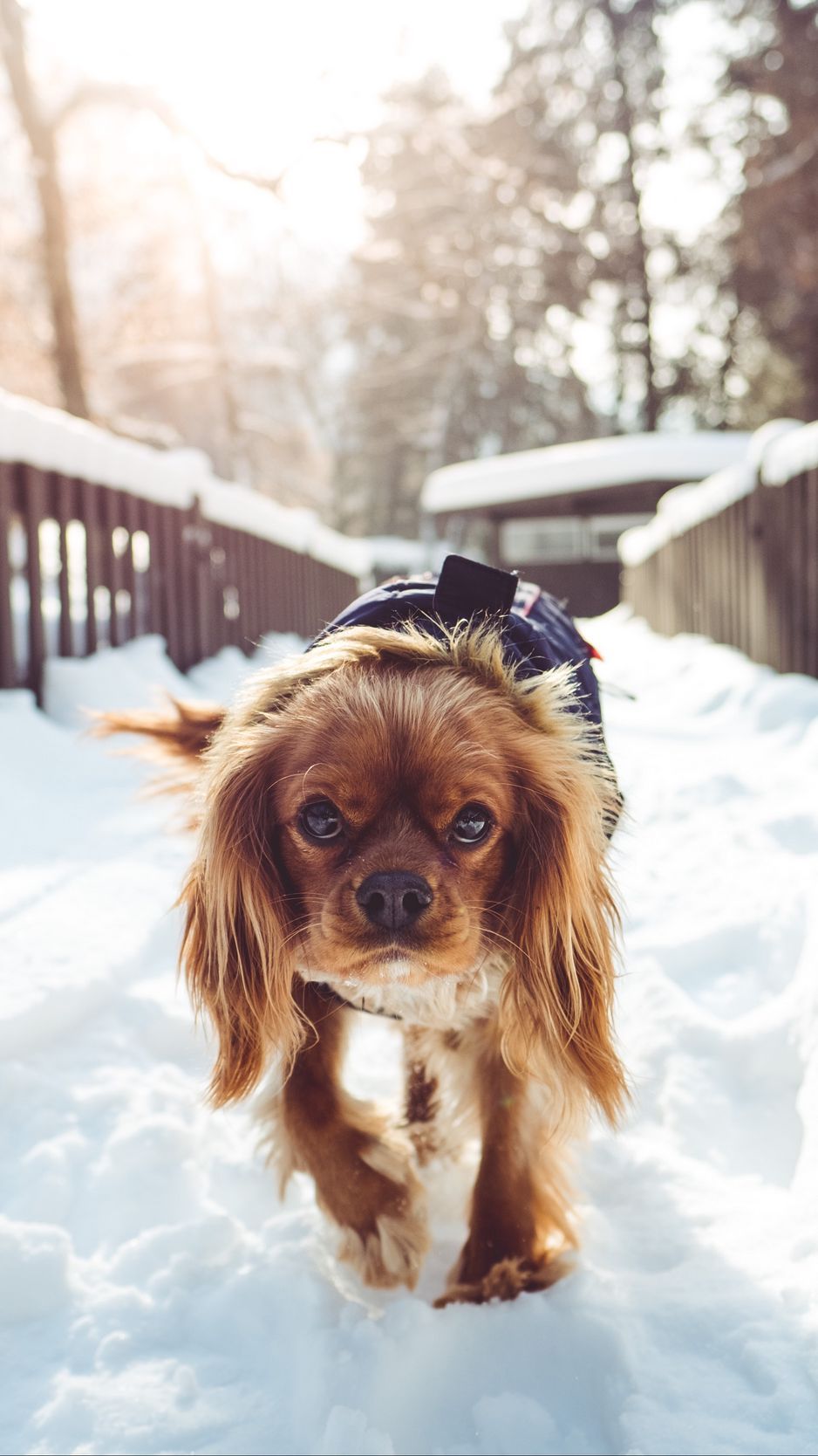 Download Wallpaper 938x1668 Dog, Walking, Winter Iphone 8 7 6s 6 For Parallax HD Background