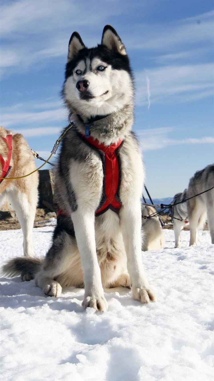 Husky Dog Alaska Snow iPhone 8 Wallpaper Free Download