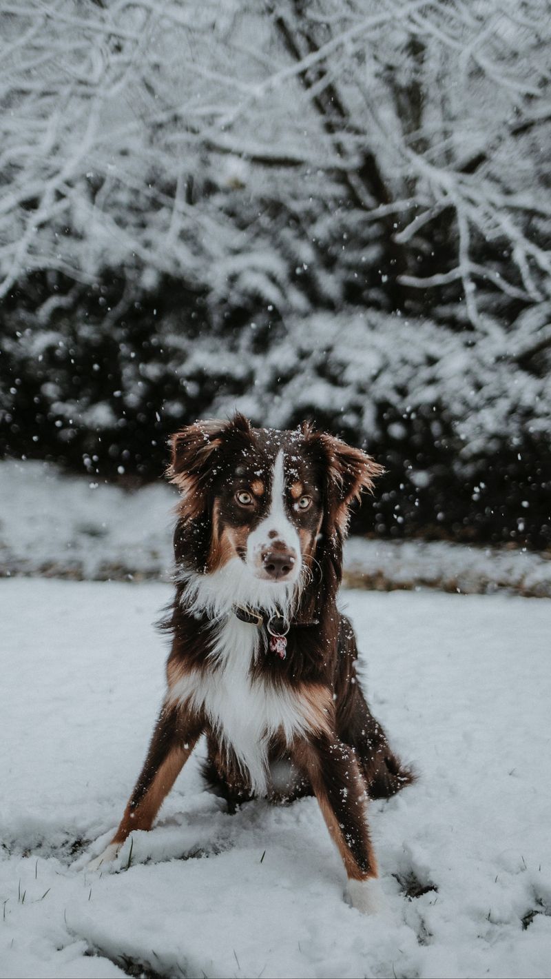 Download Wallpaper 800x1420 Dog, Winter, Snow, Playful Iphone Se 5s 5c 5 For Parallax HD Background