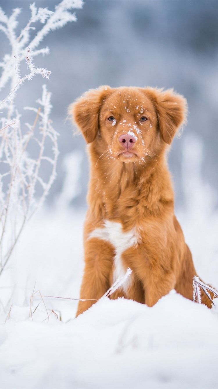 Brown Color Dog Front View, Snow, Winter 750x1334 IPhone 8 7 6 6S Wallpaper, Background, Picture, Image
