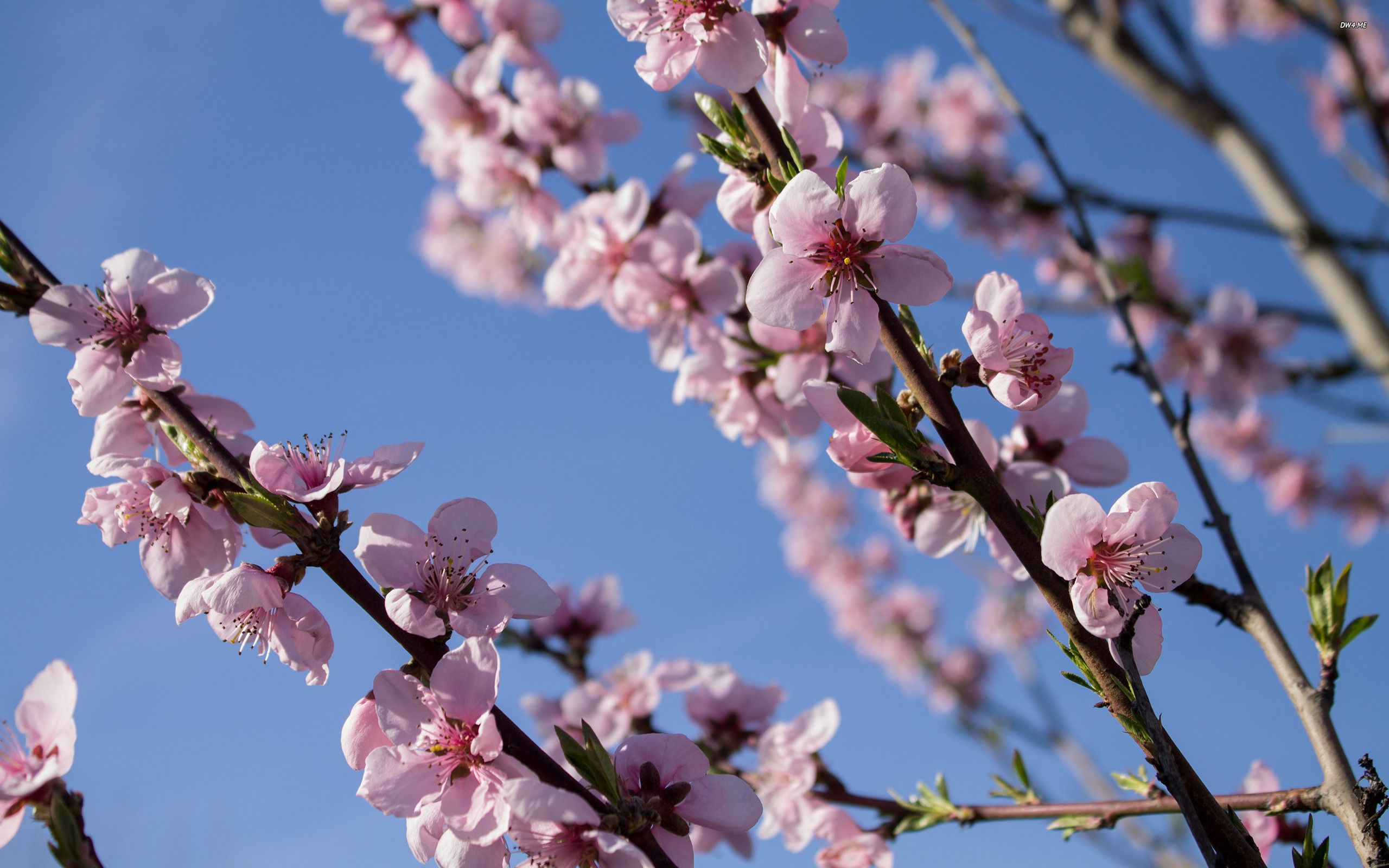 Peach Tree Wallpaper Blossom Wallpaper & Background Download