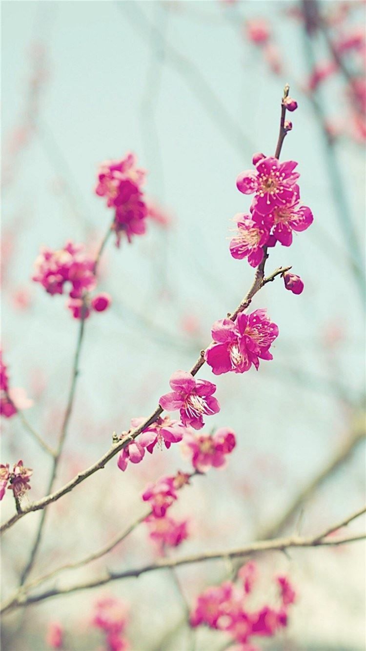 Peach Blossom Spring Nature Branch iPhone 8 Wallpaper Free Download