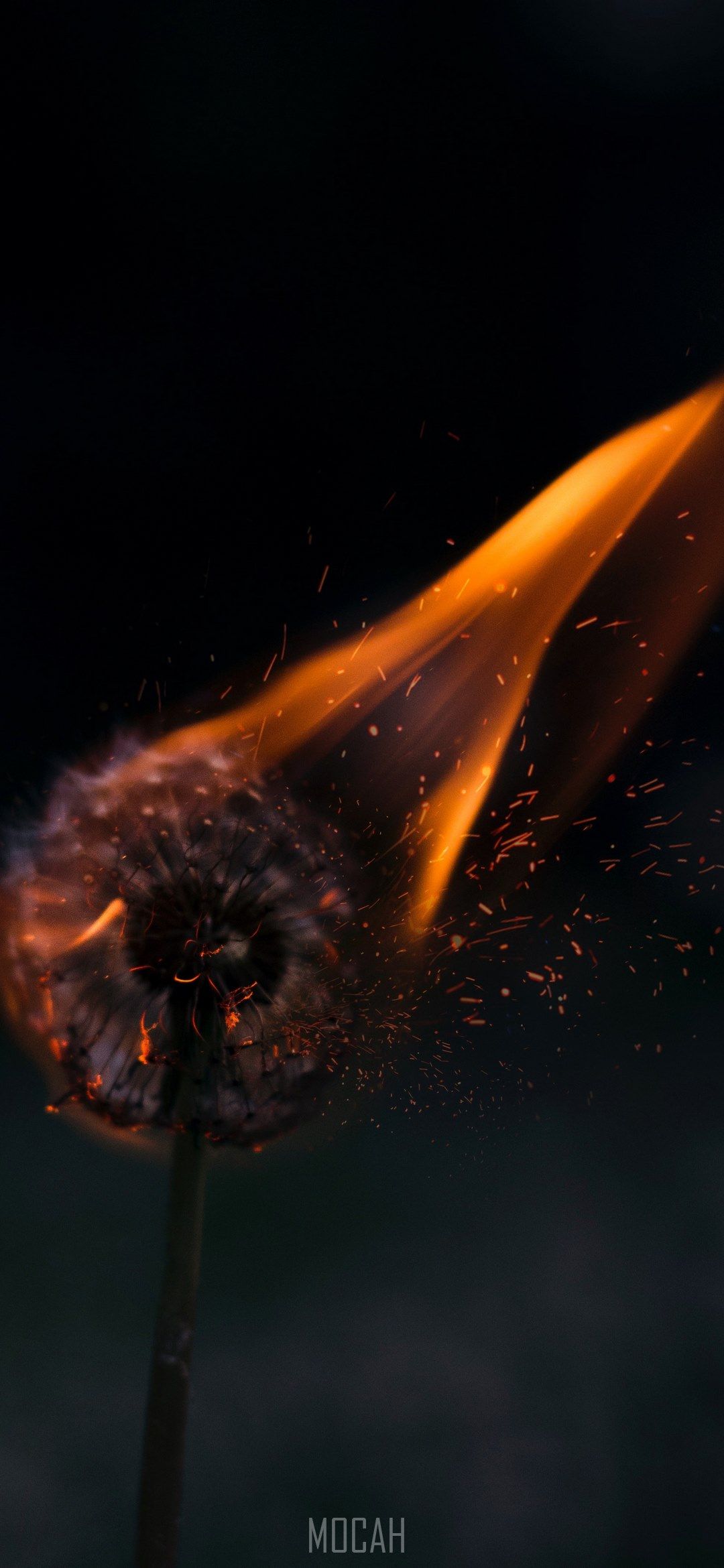 a dandelion on fire, burning dandelion, Oppo Reno 5G wallpaper HD free download, 1080x2340