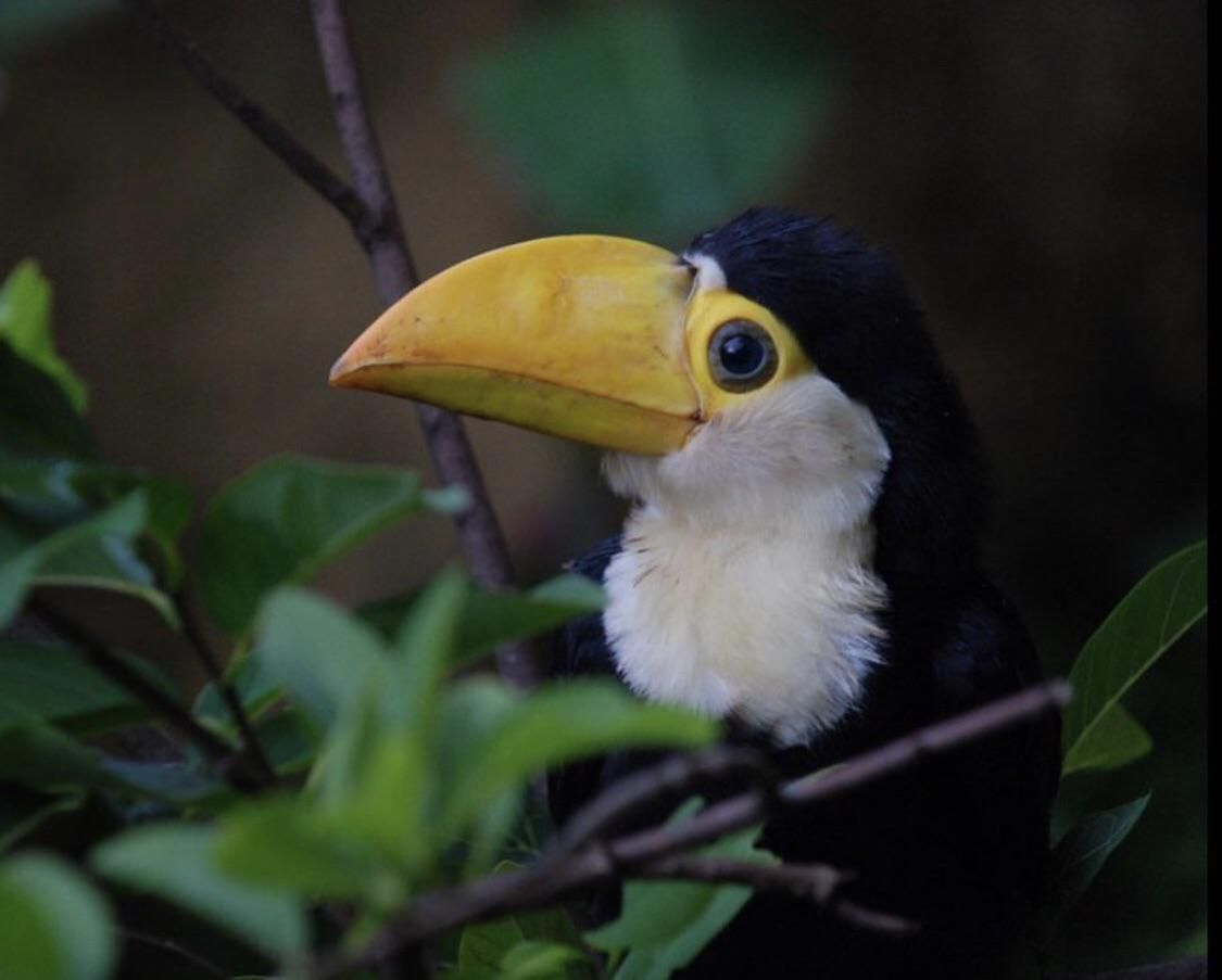 Baby Toucan Wallpapers - Wallpaper Cave