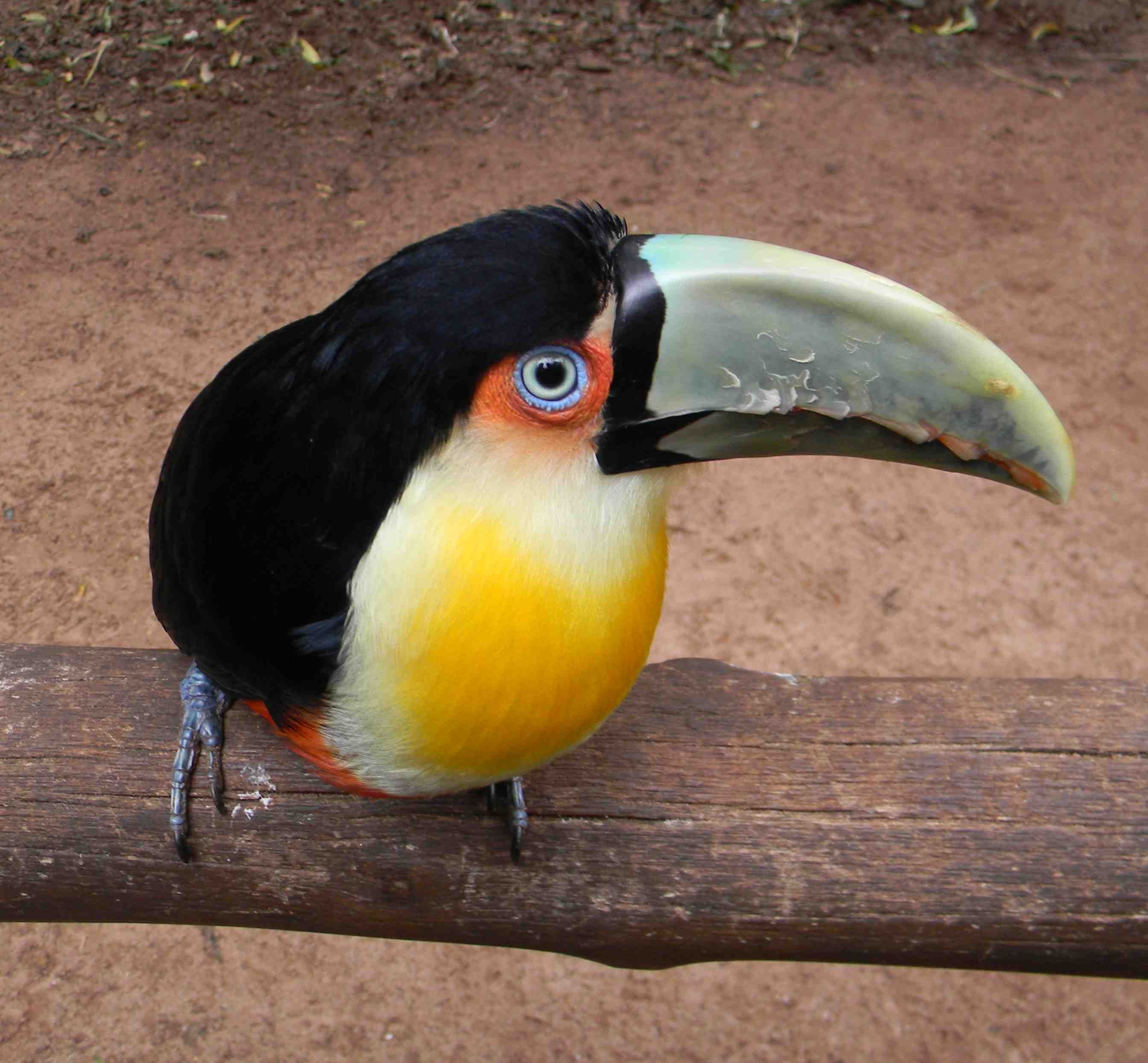 Baby Toucan Wallpapers Wallpaper Cave