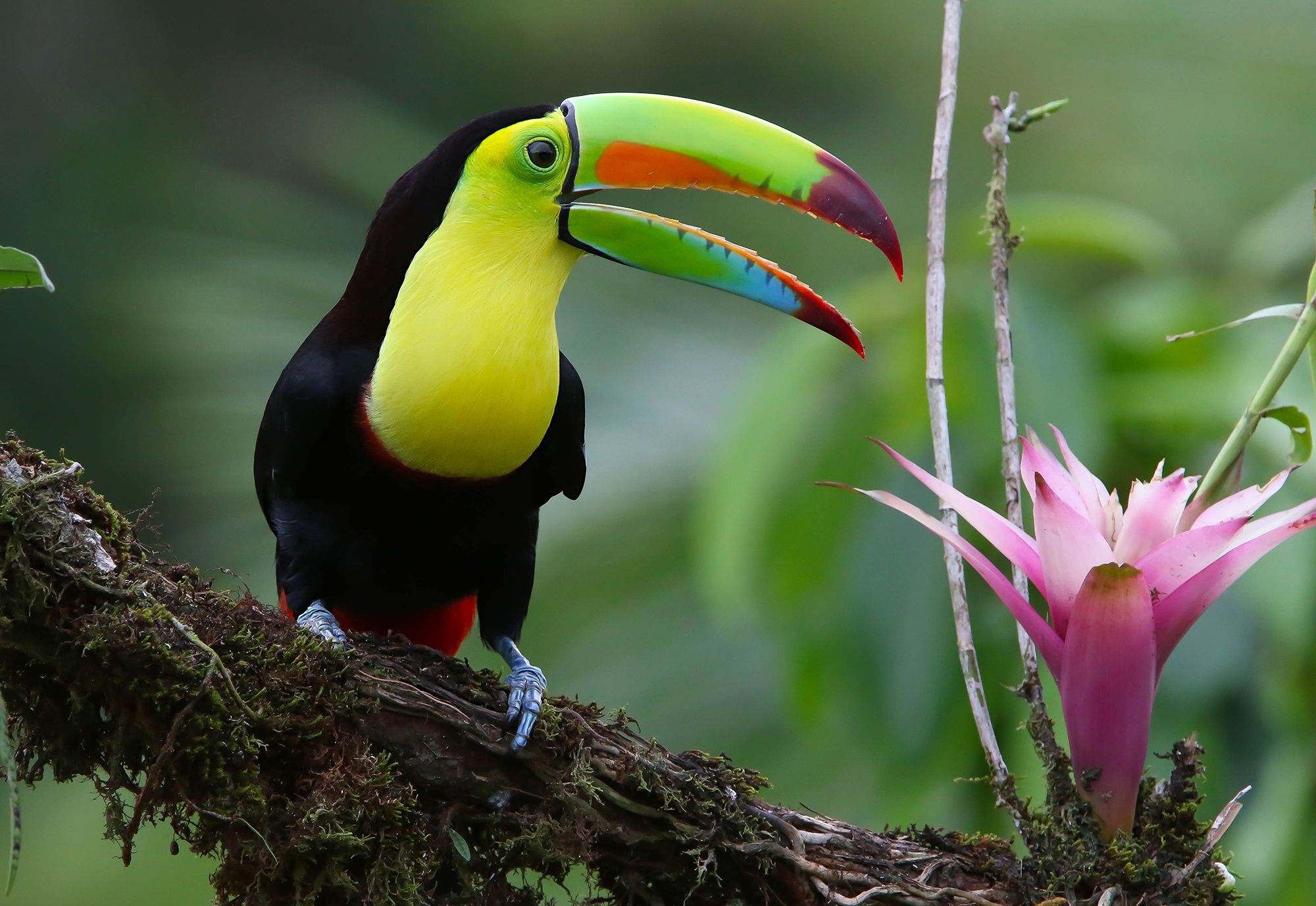 Baby Toucan Wallpapers - Wallpaper Cave