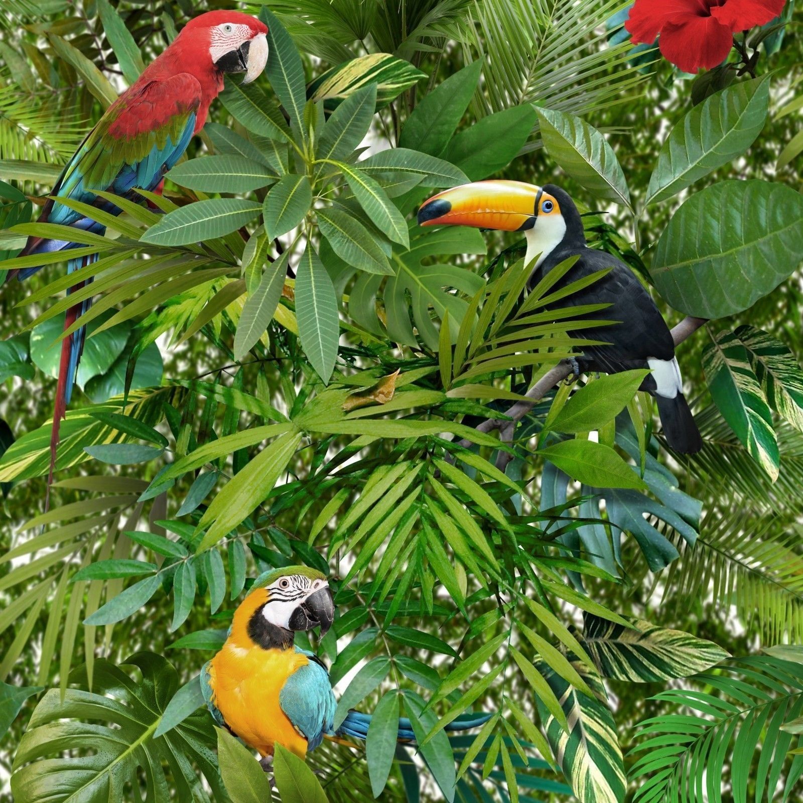 Tropical Jungle Wallpaper Toucan Parrot Bird Pattern Flower Leaves Leaf Muriva 5060233004881