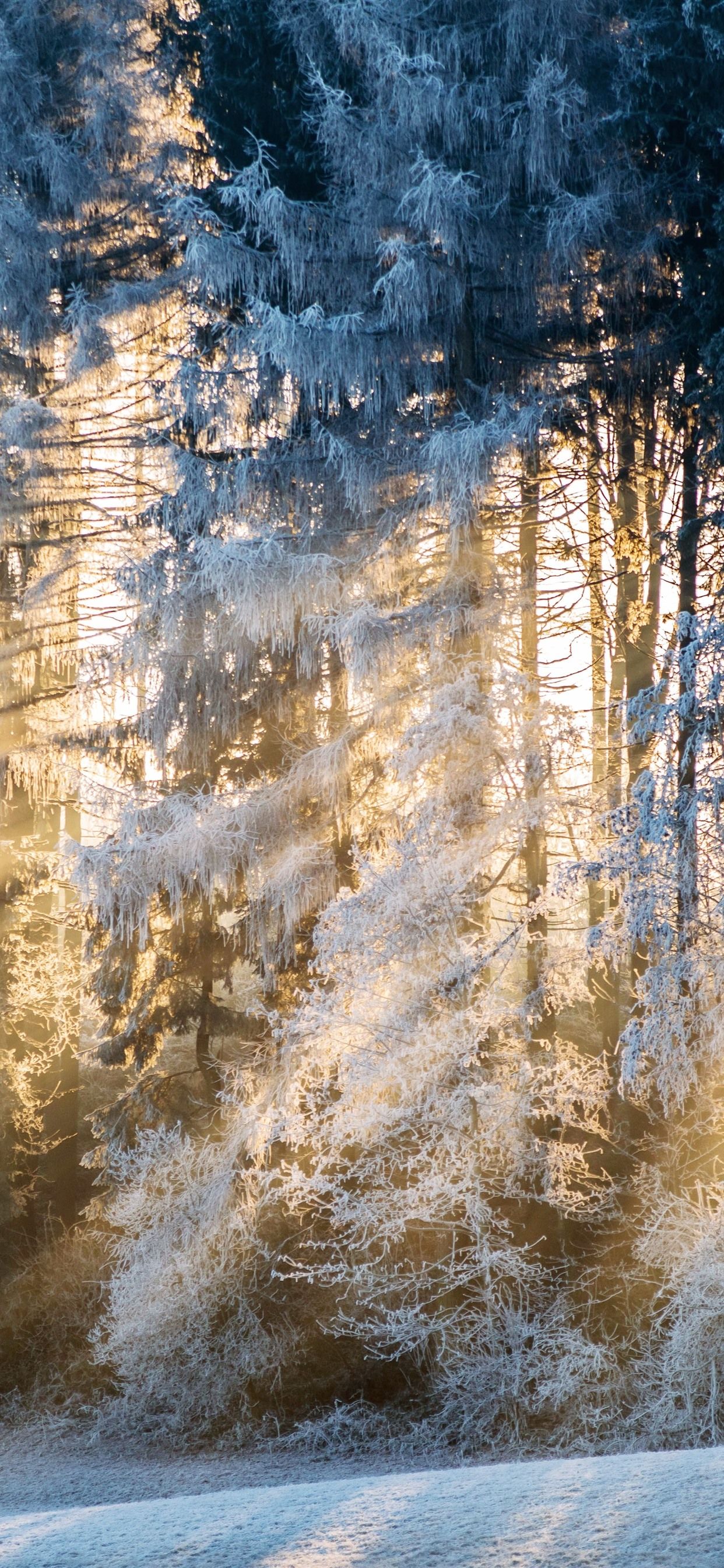 Winter, trees, snow, sun rays, morning 1242x2688 iPhone 11 Pro/XS Max wallpaper, background, picture, image