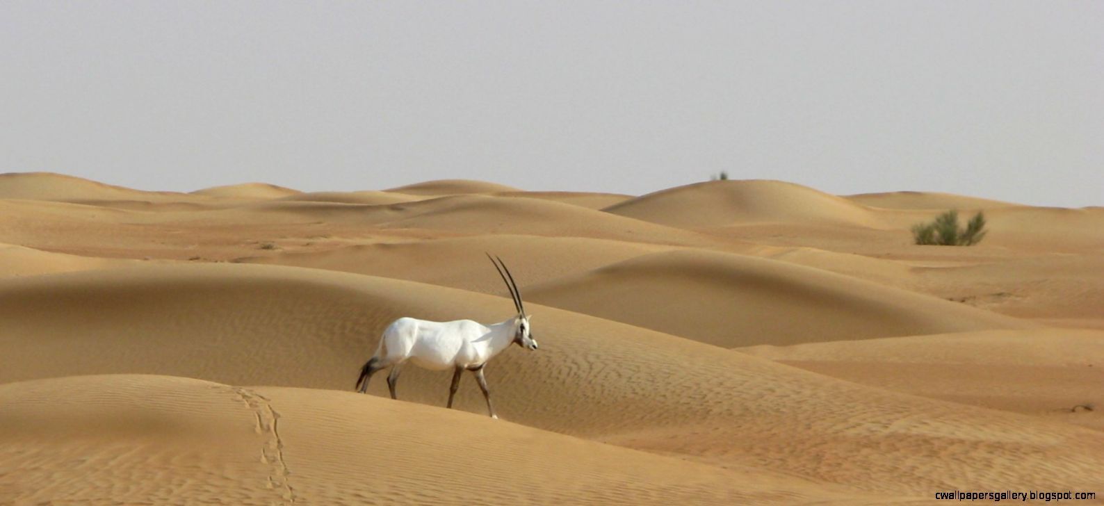 Arabian Desert oasis. Arabian Desert Animals