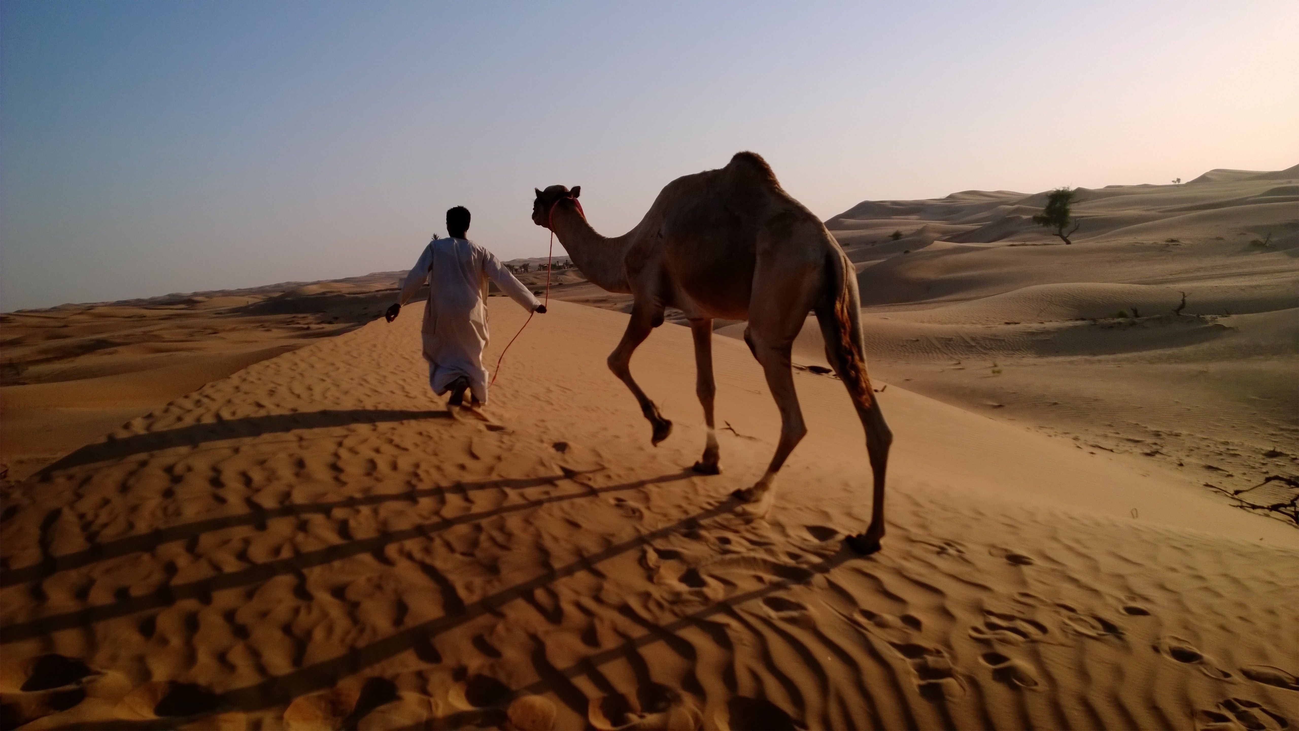 Wallpaper camel in desert, arabian caravan, Arabian Nights Village, Nokia Lumia test, Abu Dhabi tourism, Animals