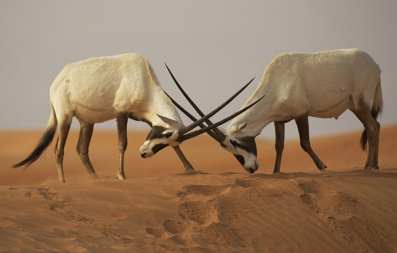 Wallpaper desert, the opposition, battle, battle, fight, Sands, The Arabian Oryx (Oryx leucoryx) image for desktop, section животные