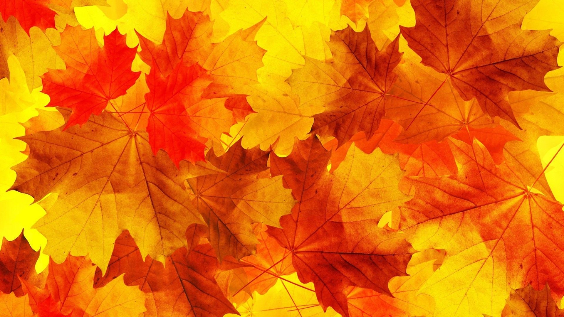nature, Leaves, Minimalism, Fall, Orange, Yellow, Macro Wallpaper HD / Desktop and Mobile Background
