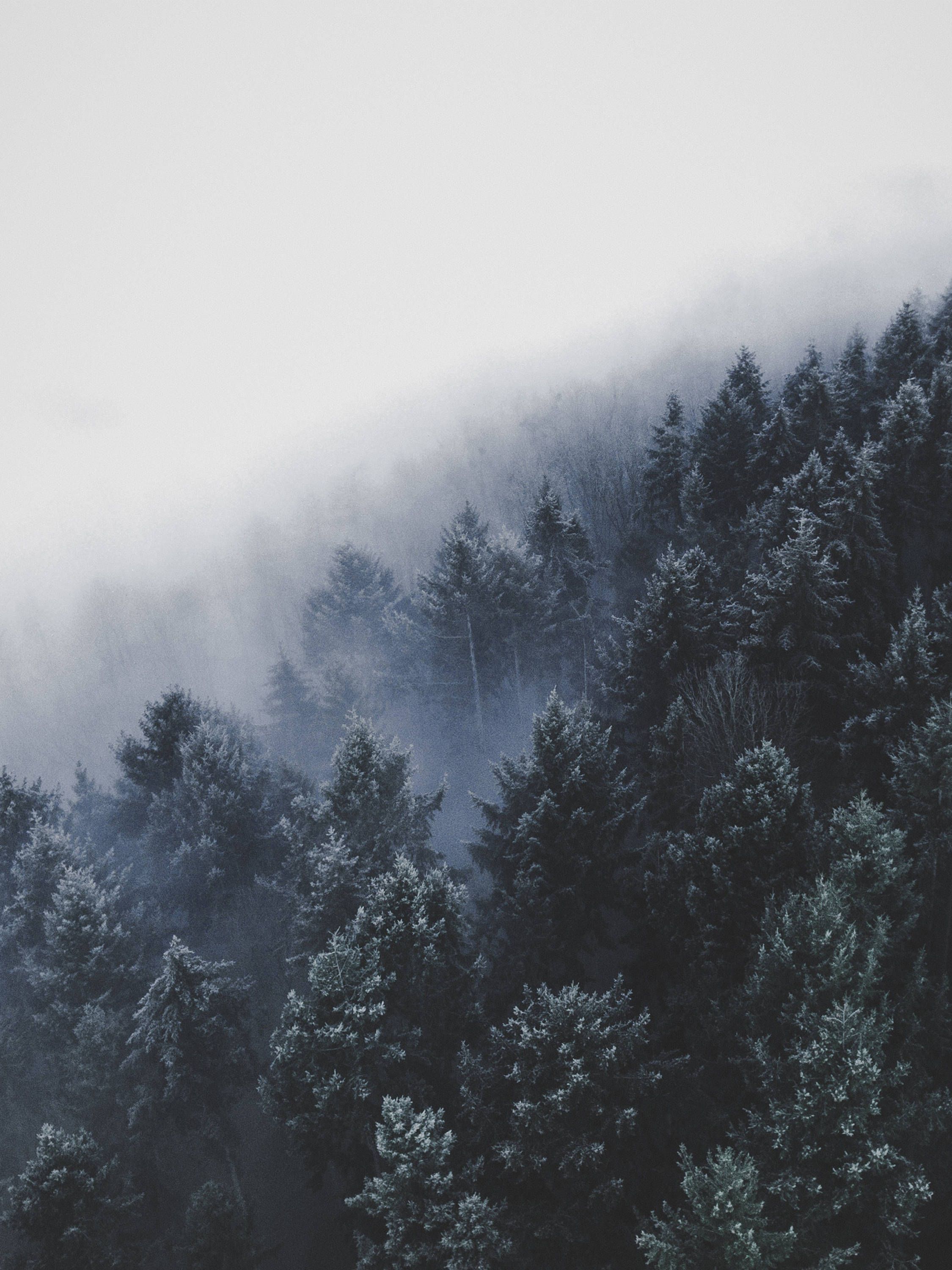 Forest Print Fog Trees, Mist Trees, Photograph Blue White Scandinavian Poster Nordic Prints Nature Minimalist art Minimal Printable Wall. Landscape photography, Winter image, Landscape