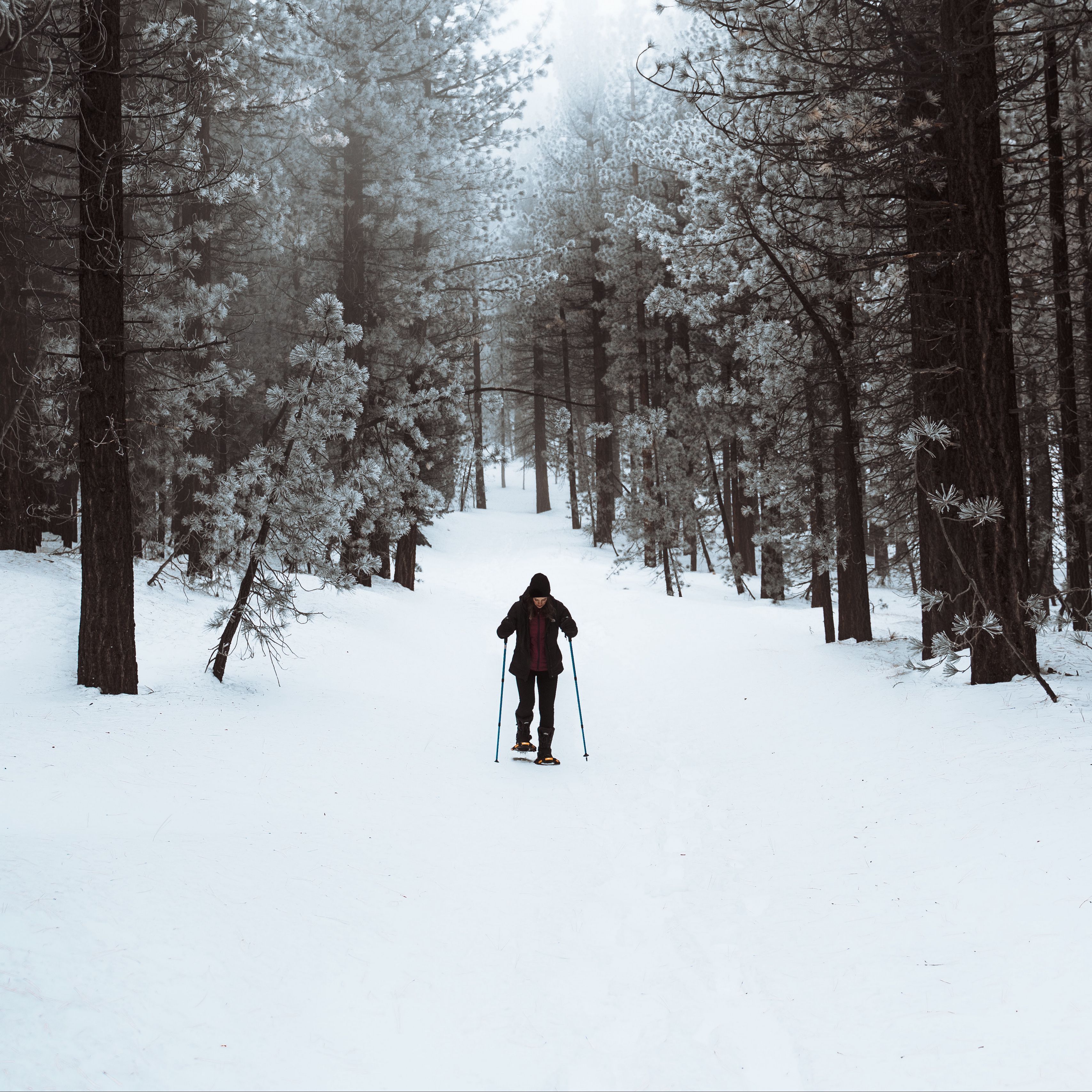 Download wallpaper 3415x3415 skier, forest, snow, winter, walk ipad pro 12.9 retina for parallax HD background