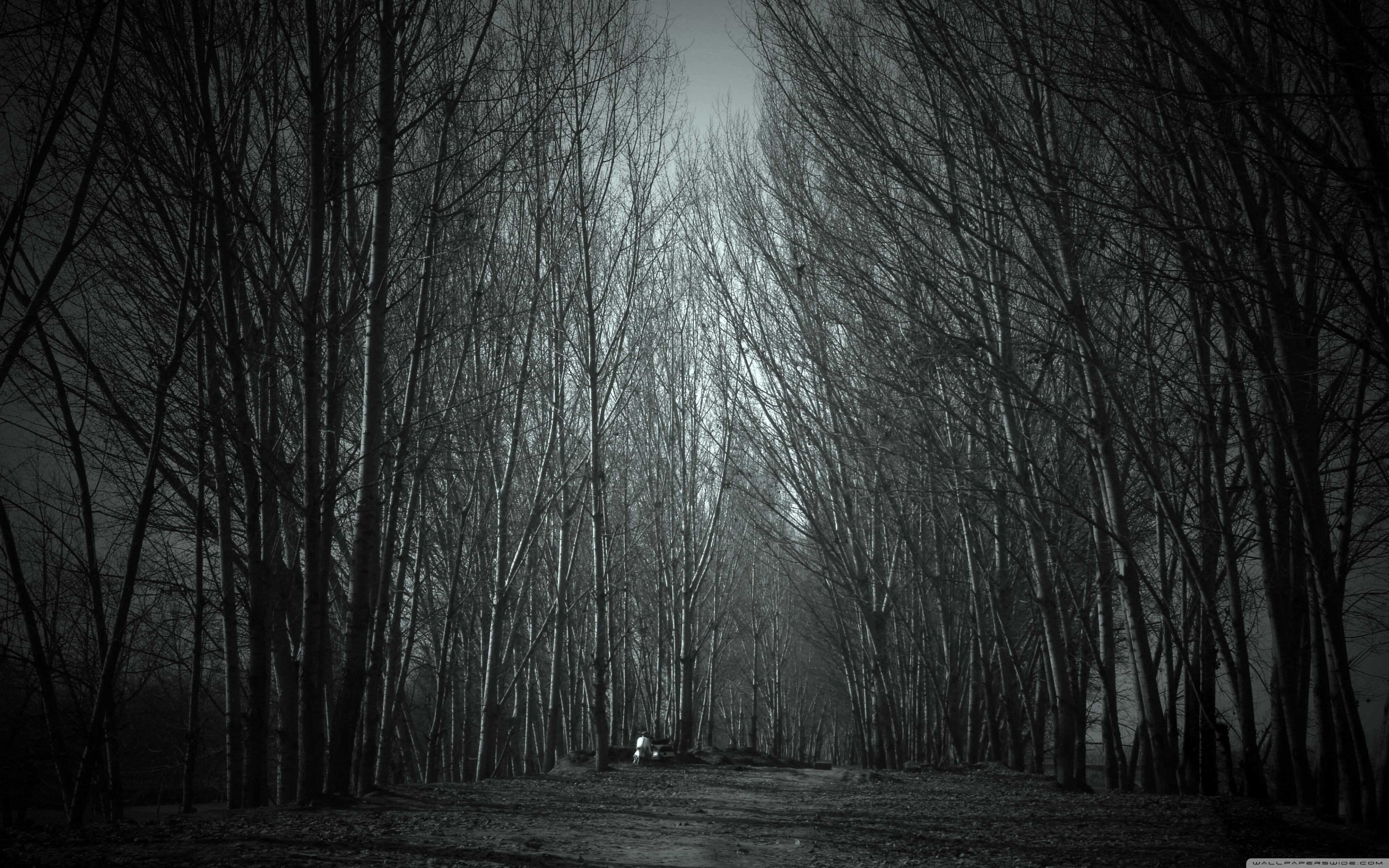 Creepy Forest HD Wallpapers.