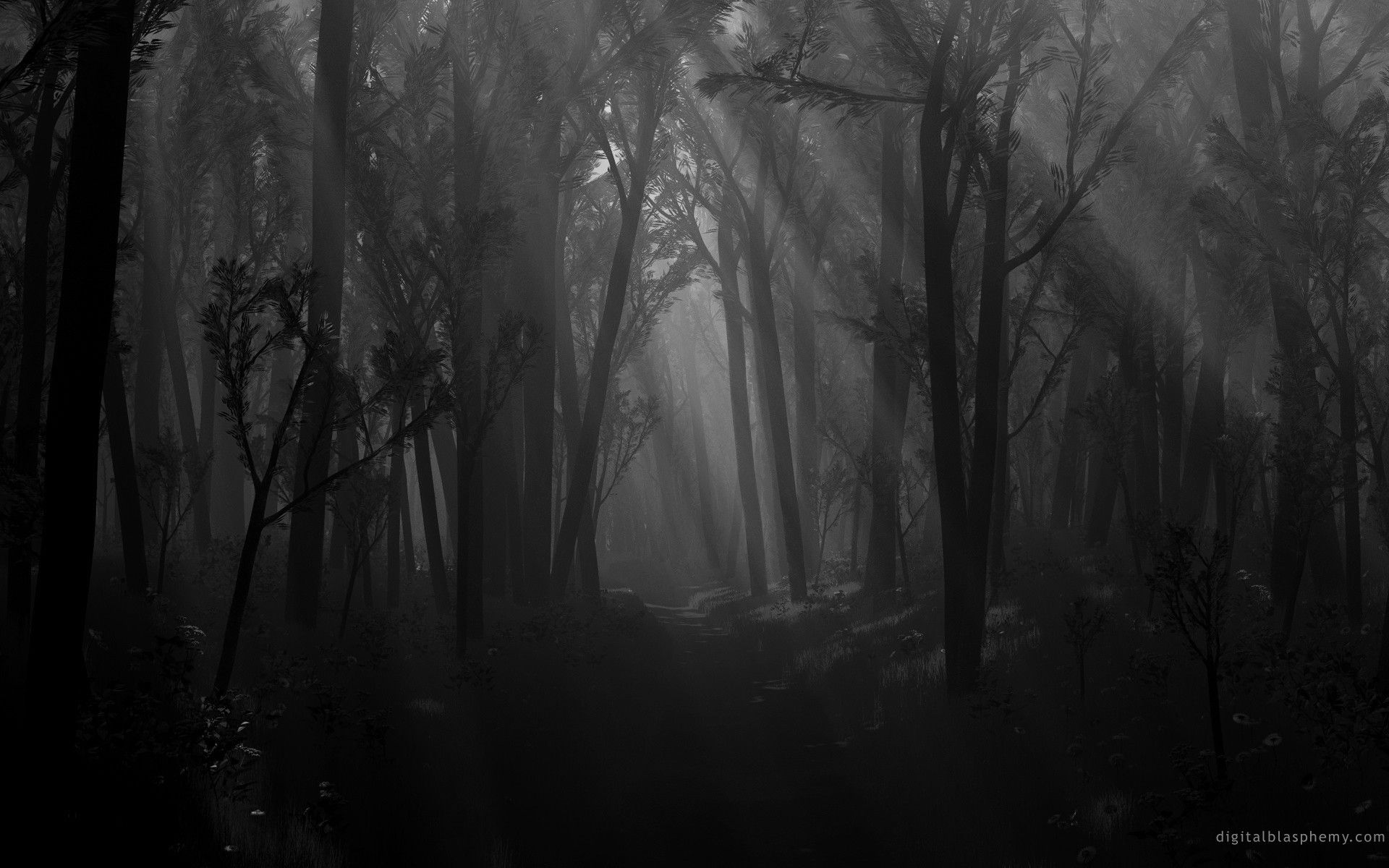 Dark Black And White Wallpaper In The Dark Forest Wallpaper & Background Download