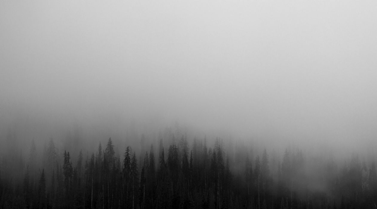 Creepy fog foggy forest spruce wilderness woods wallpaperx2472